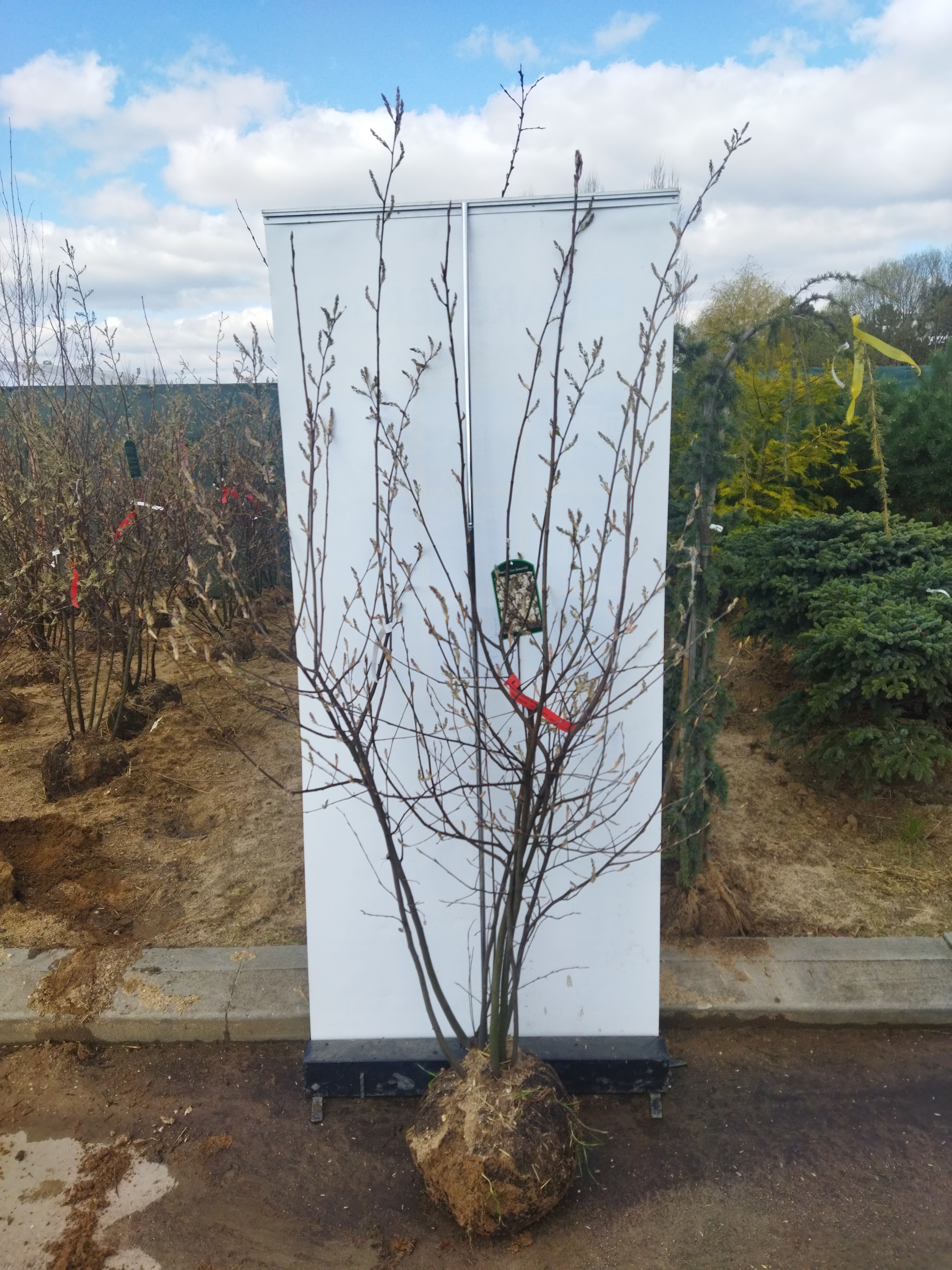 Amelanchier lamarckii