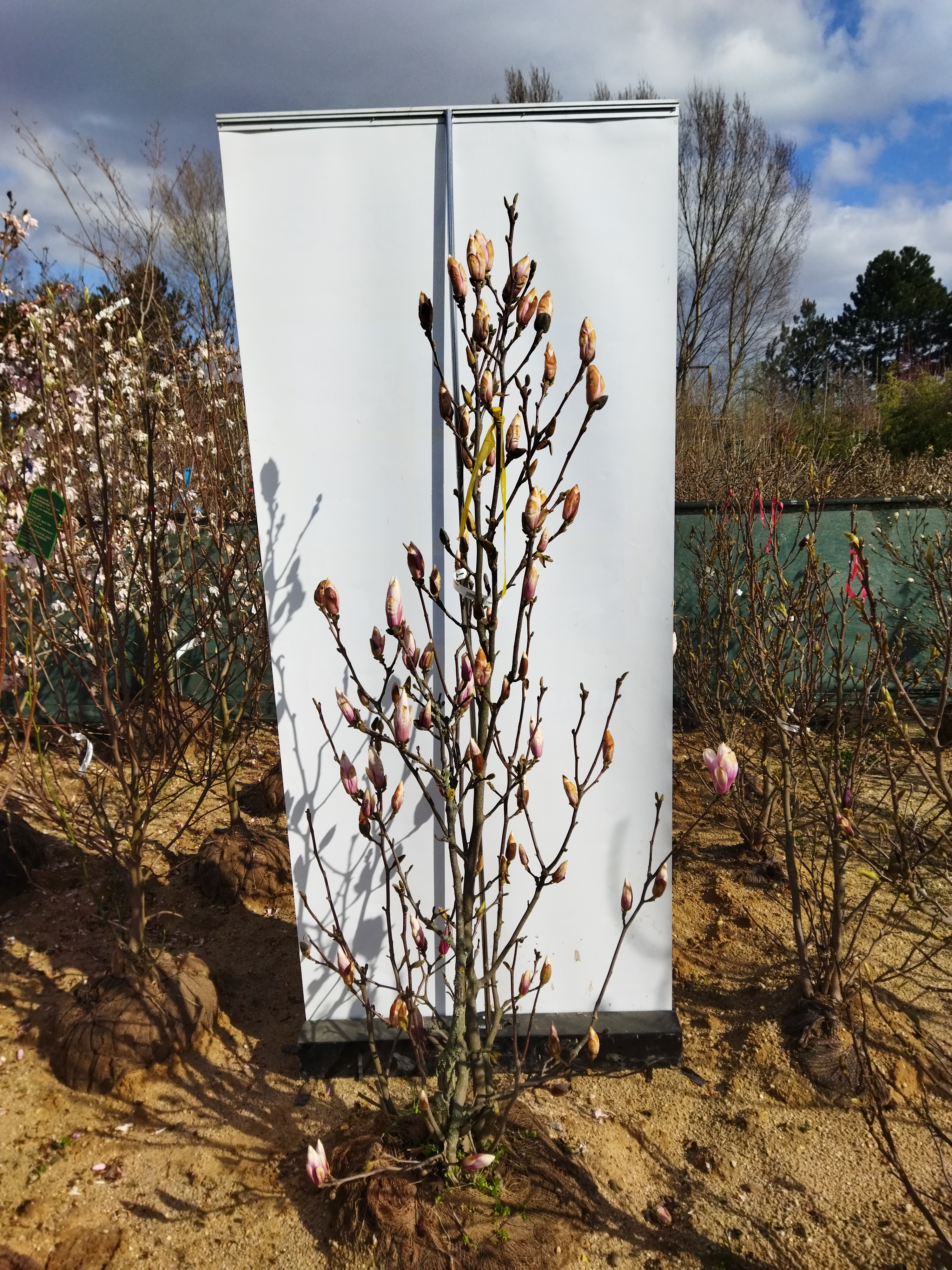 Magnolia ´Alexandra´