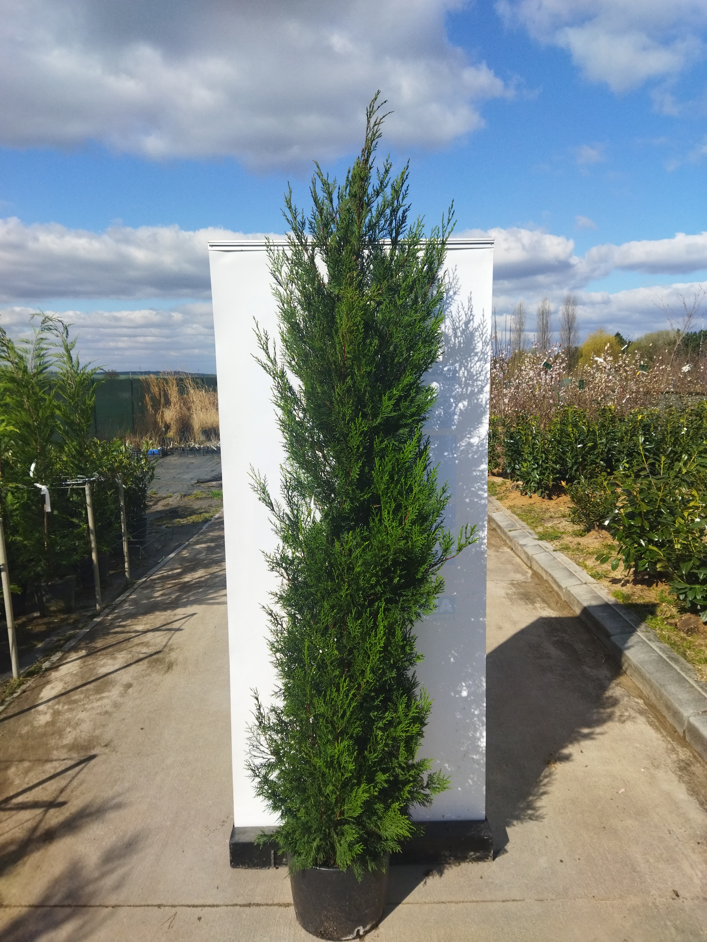 Cupressocyparis leylandii ´Tweeduizendéén´