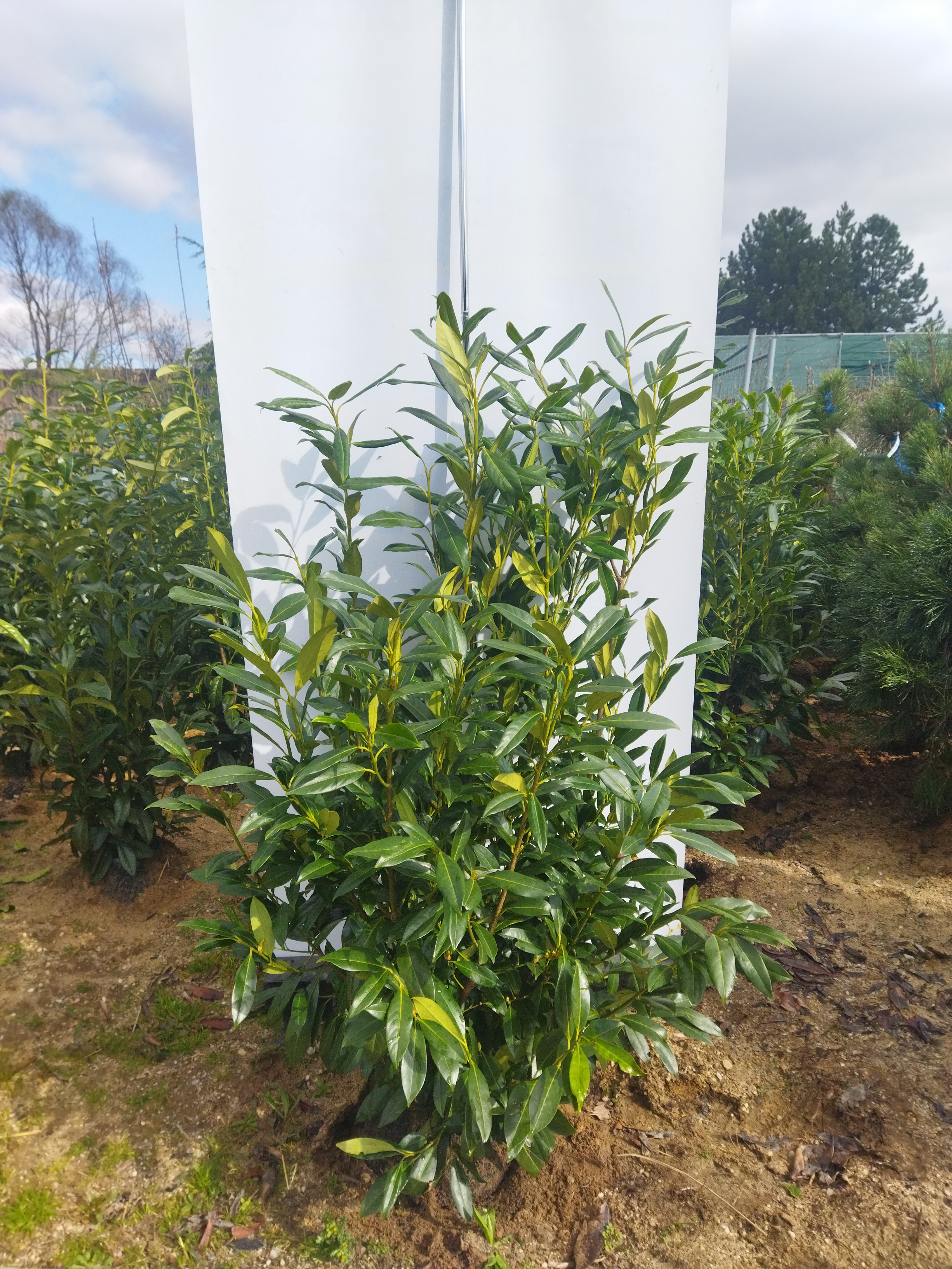 Prunus laurocerasus ´Herbergii´