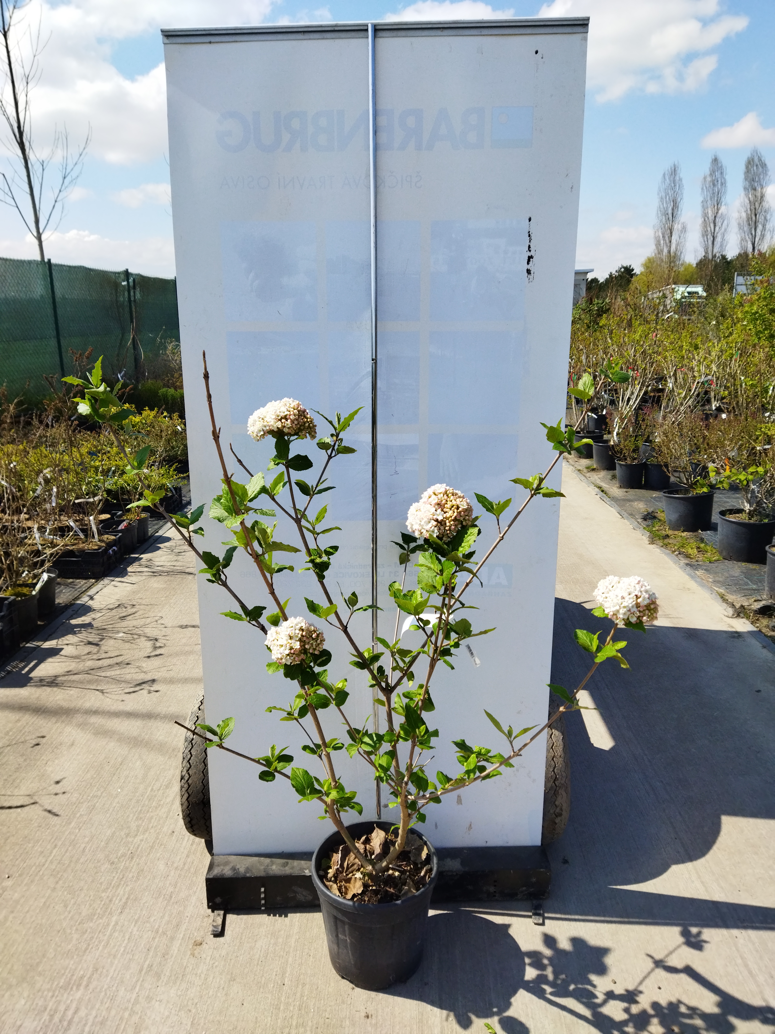 Viburnum carlcephalum