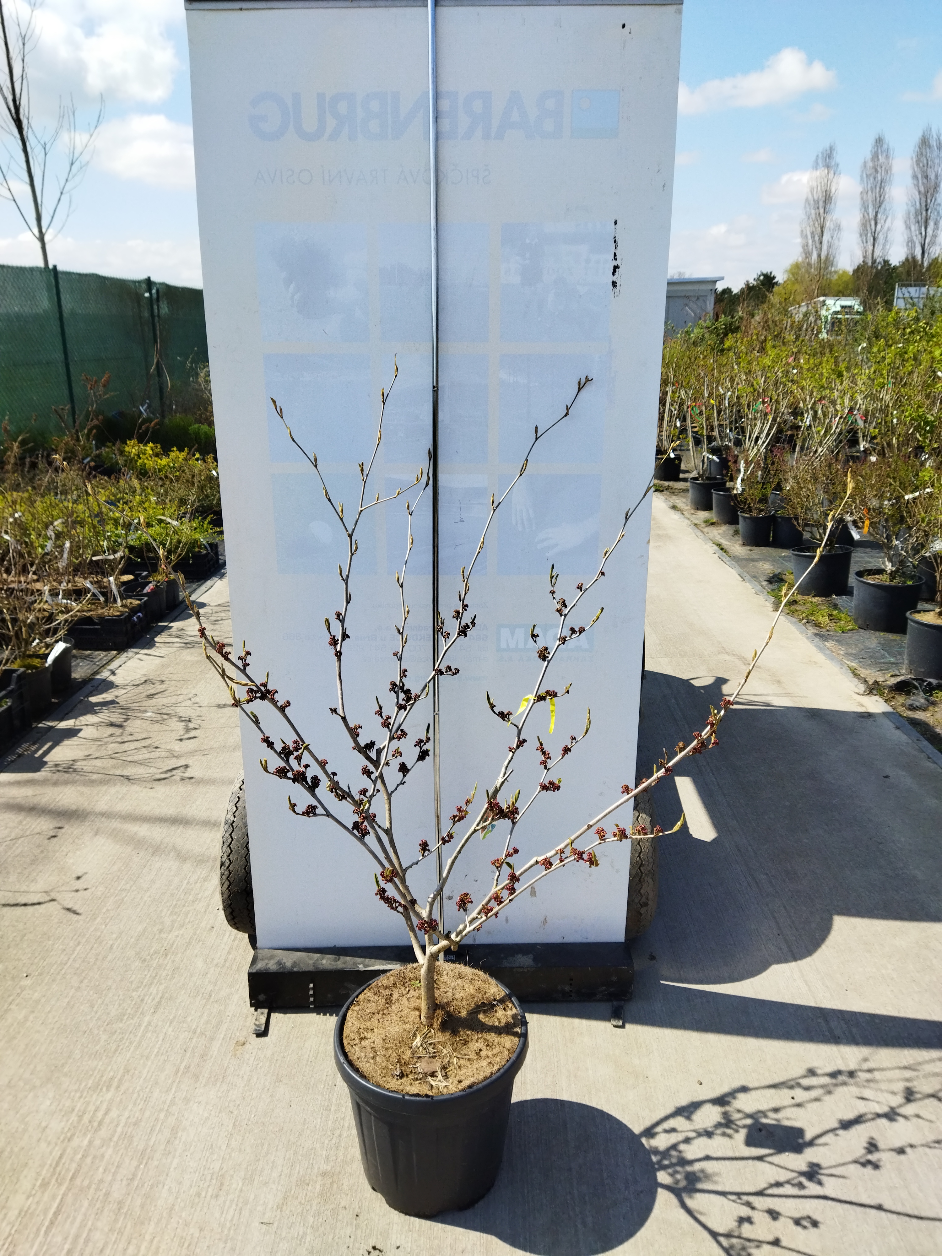 Hamamelis x intermedia ´Jelena´