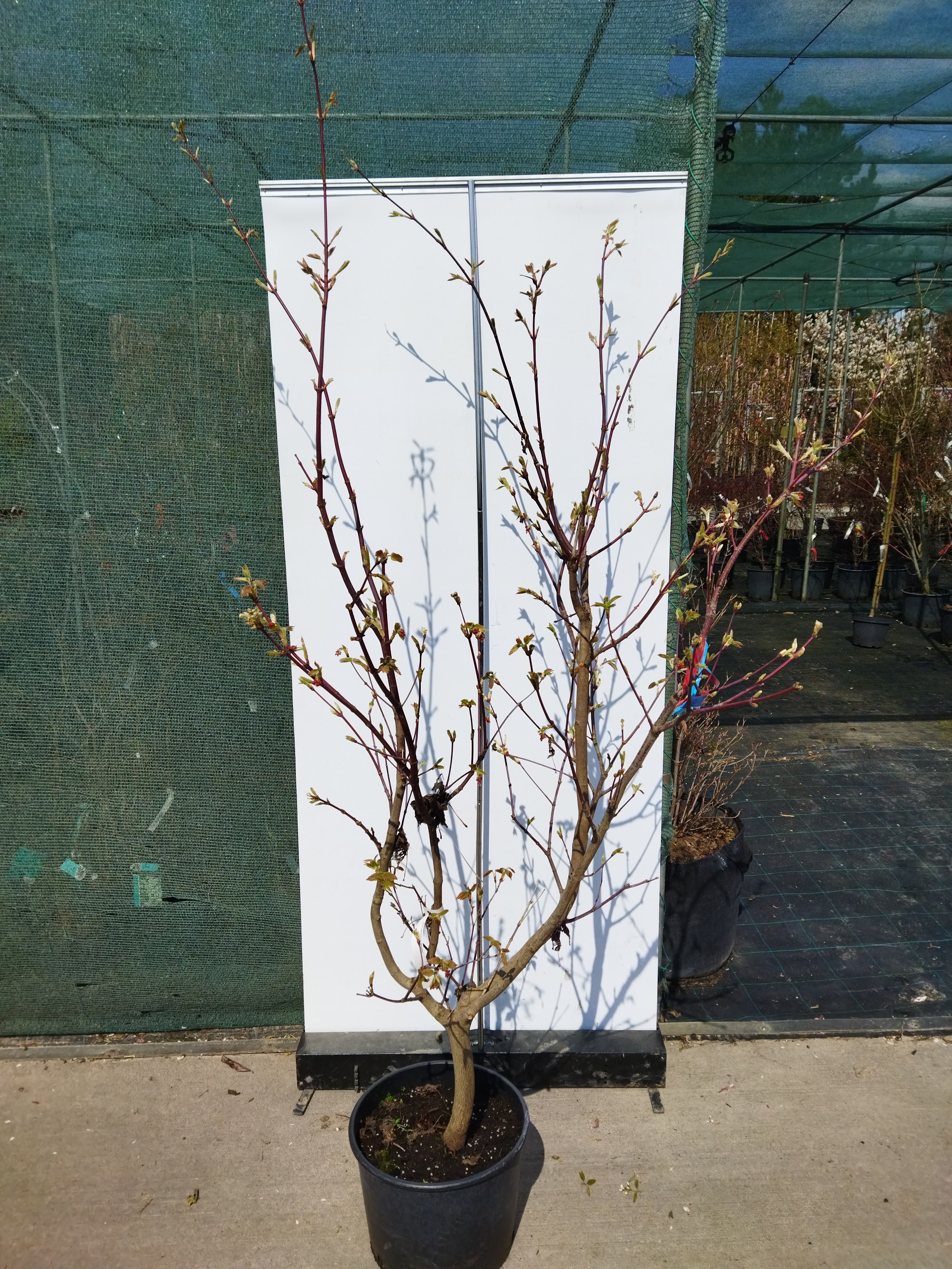Acer japonicum ´Meigetsu´