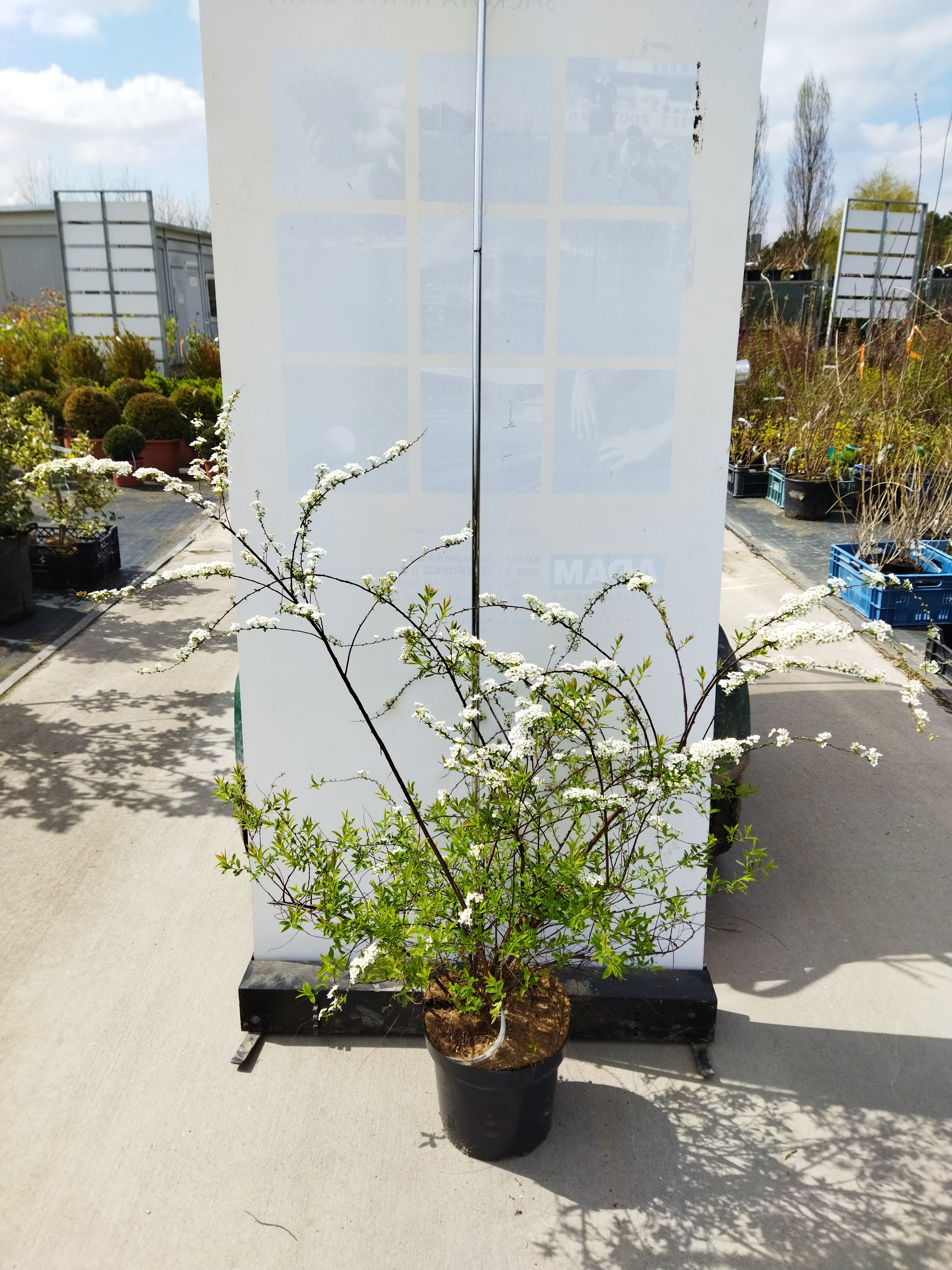 Spiraea cinerea ´Grefsheim´