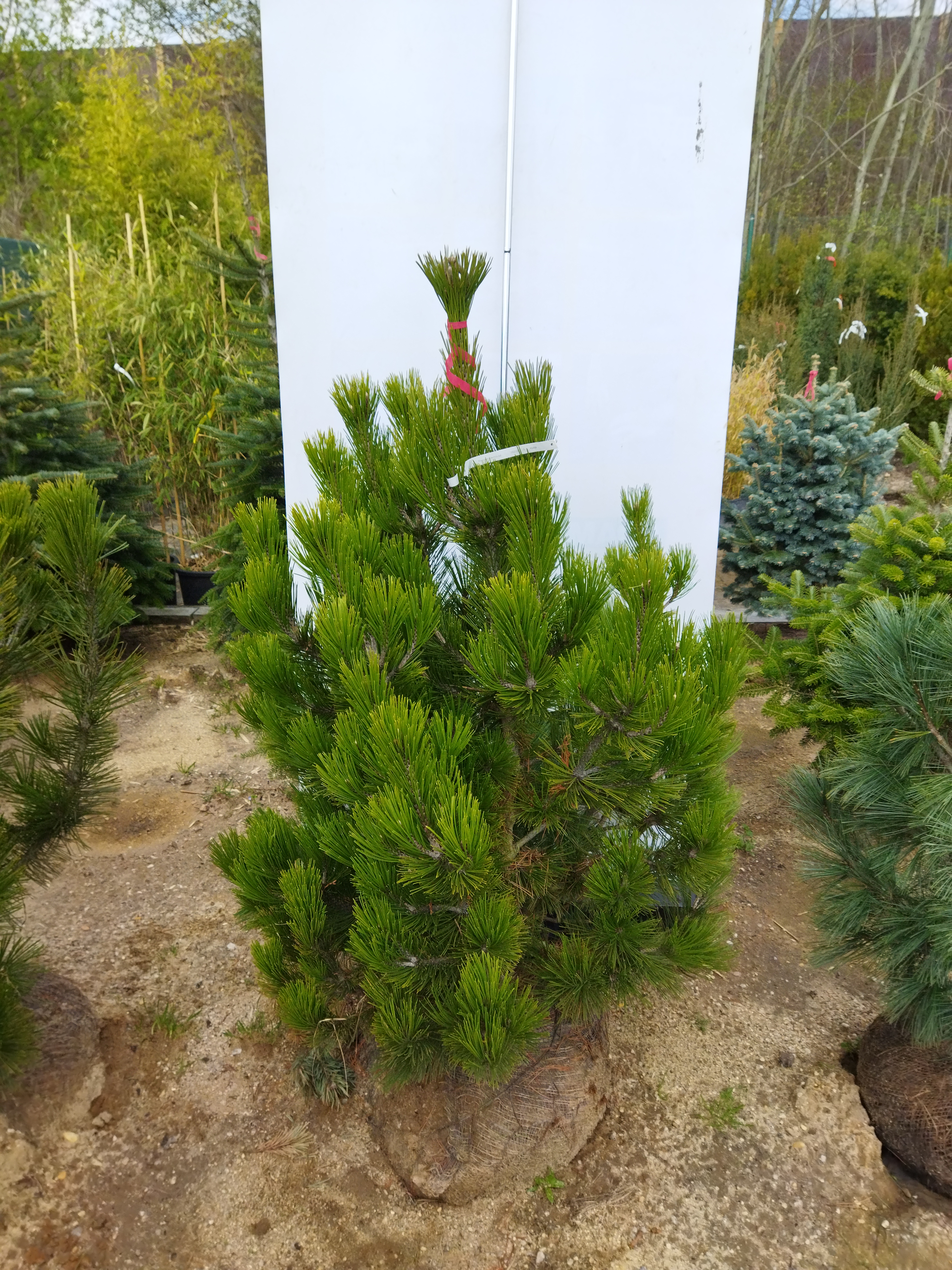 Pinus leucodermis