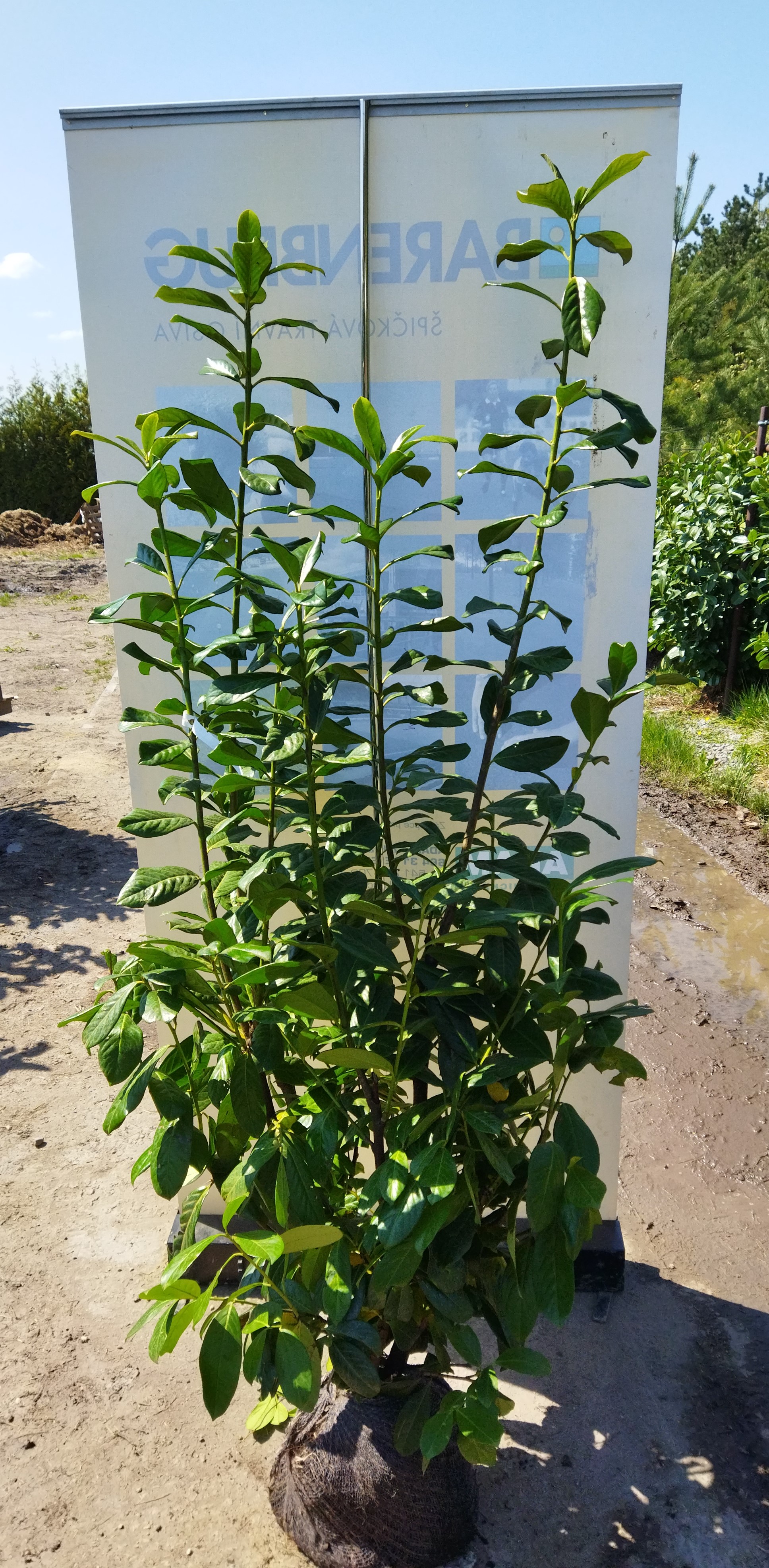 Prunus laurocerasus ´Novita´