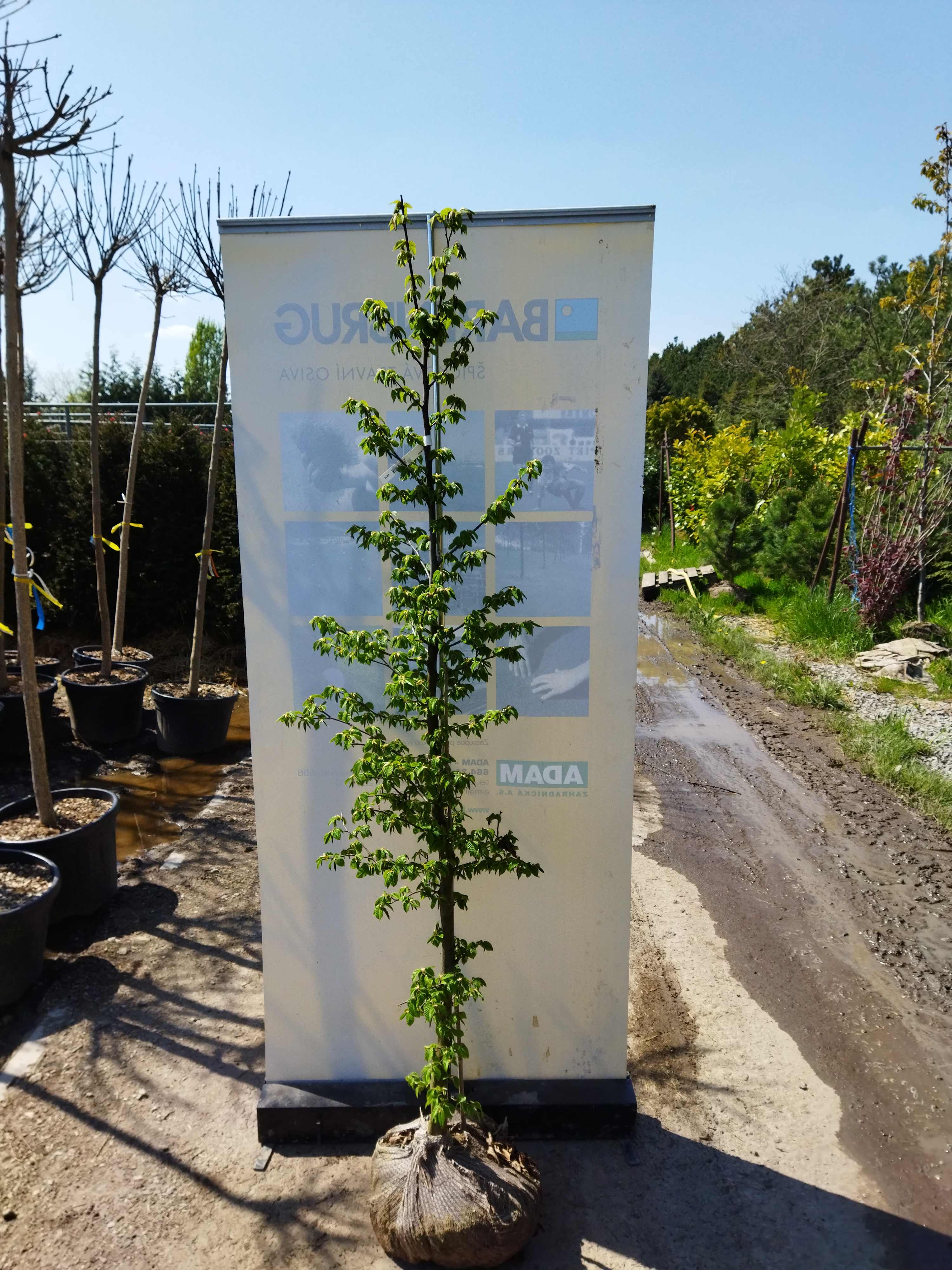 Carpinus betulus
