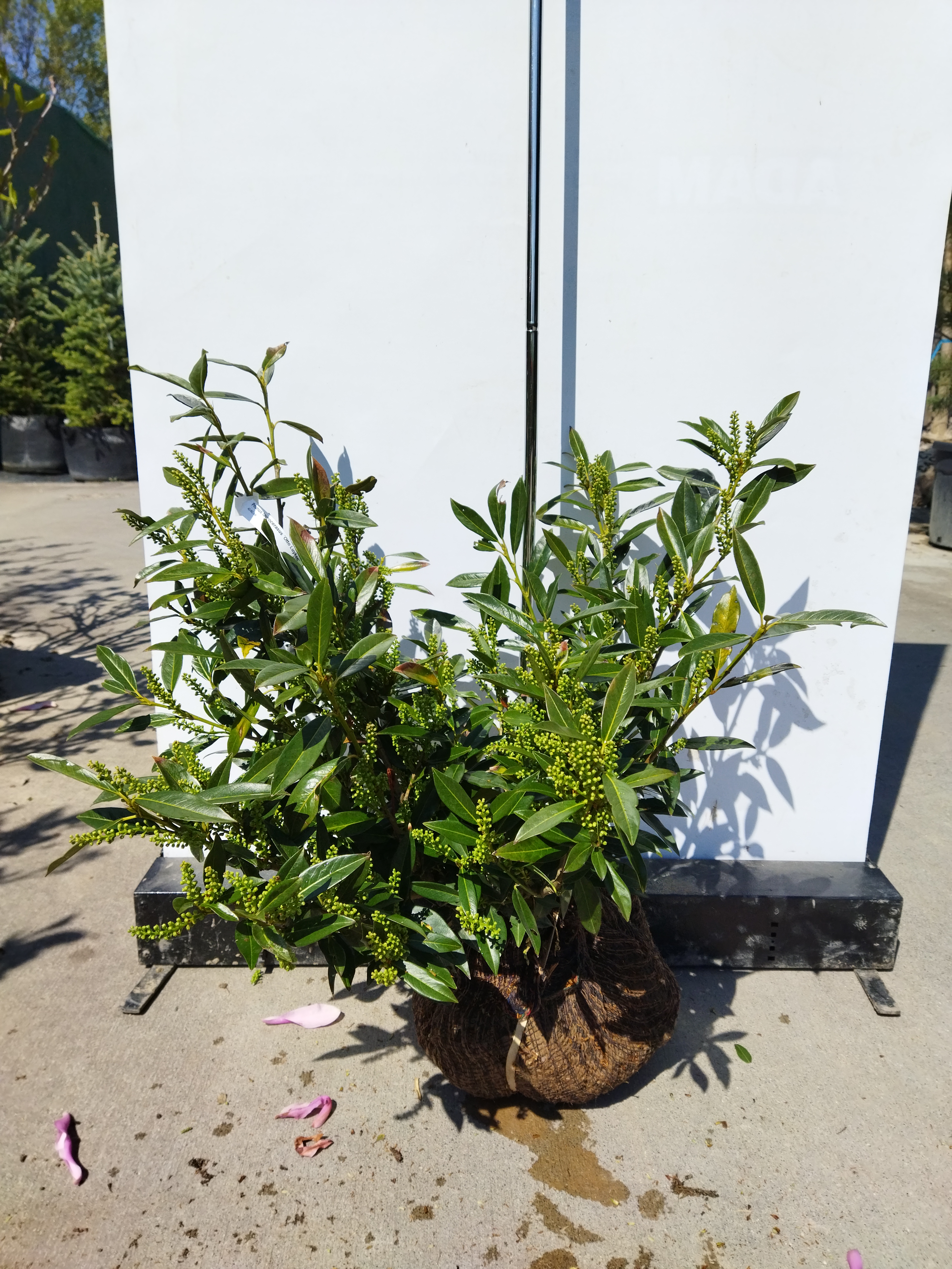 Prunus laurocerasus ´Otto Luyken´