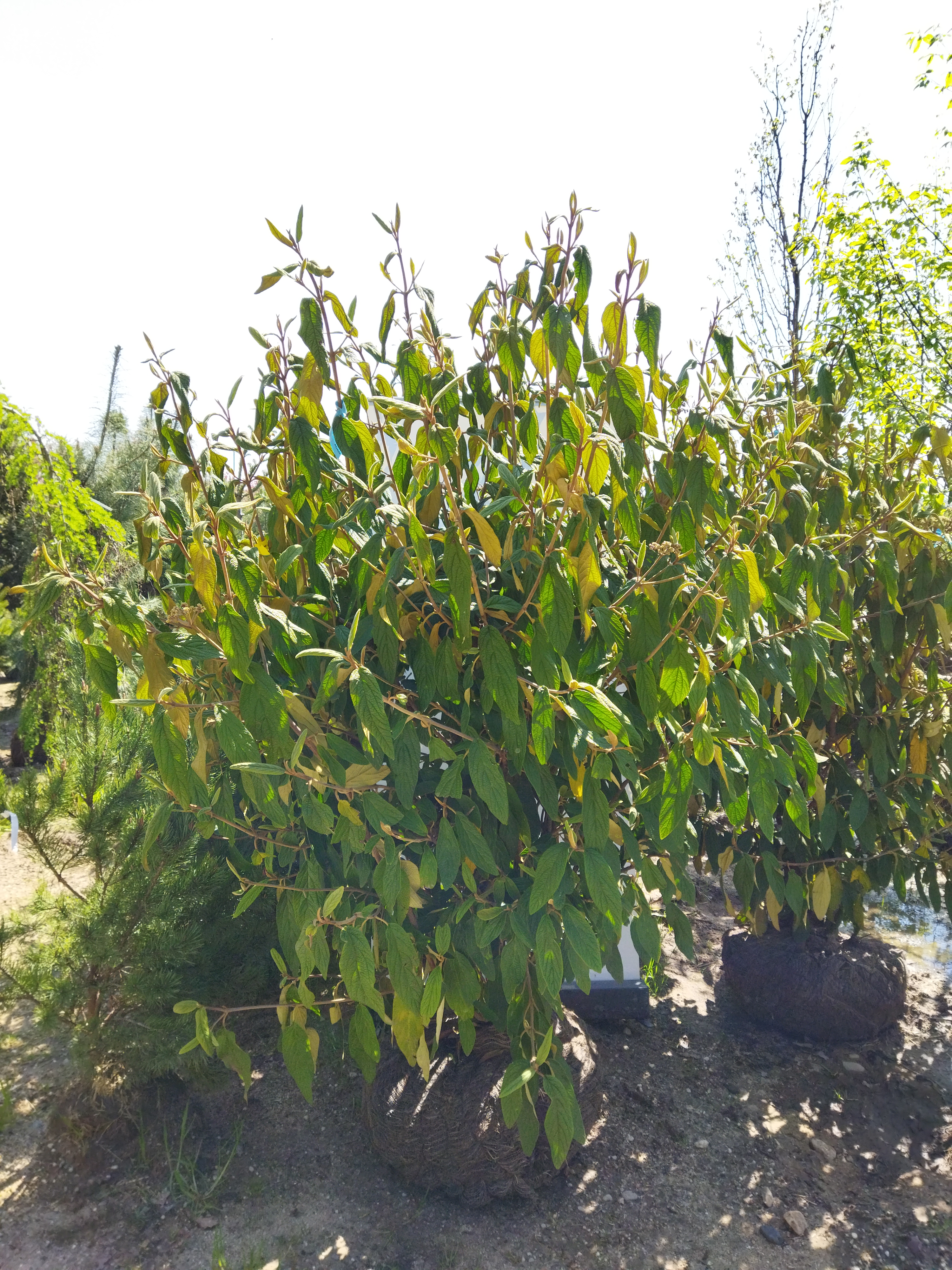 Viburnum rhytidophyllum