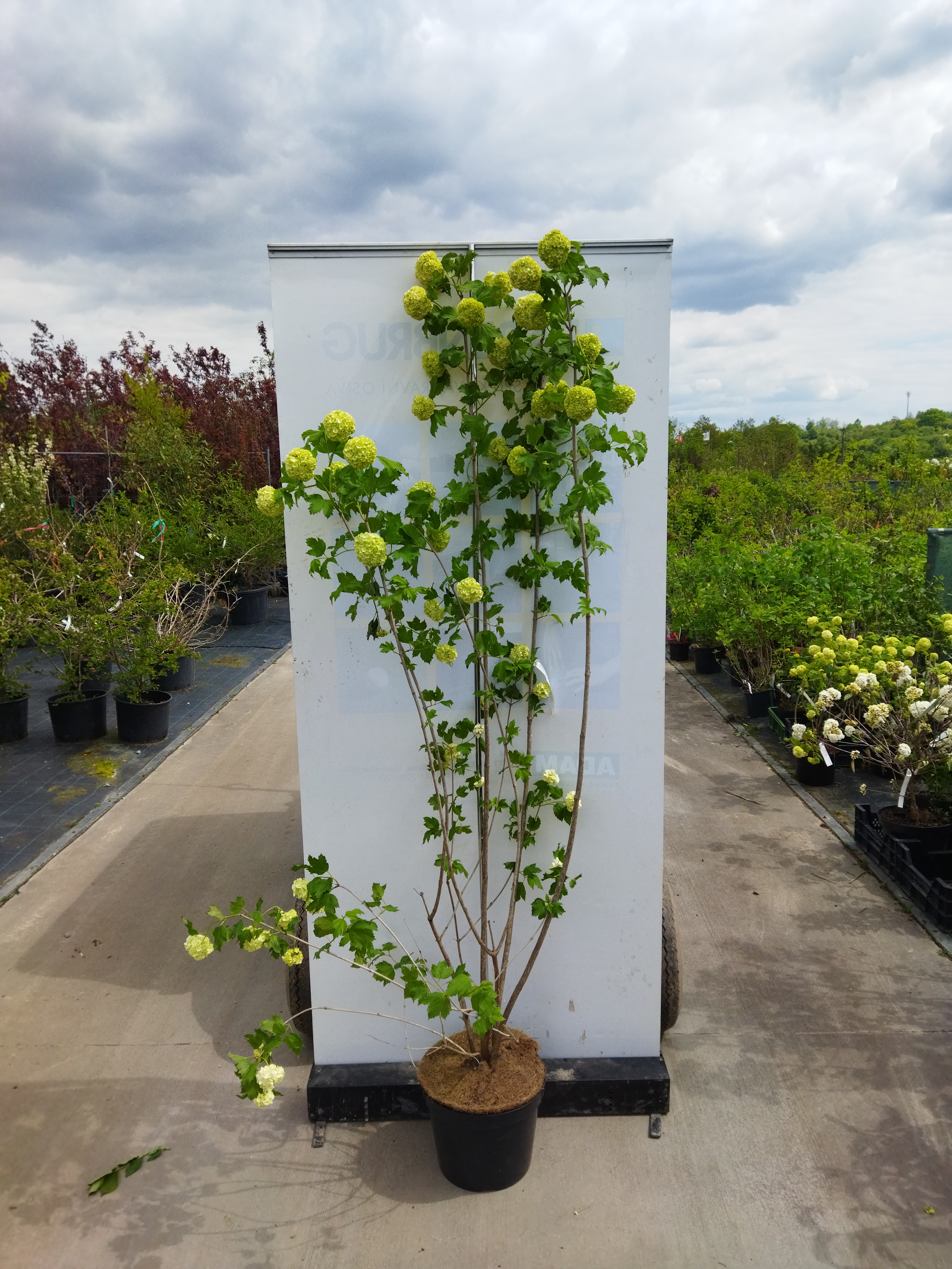 Viburnum opulus ´Roseum´