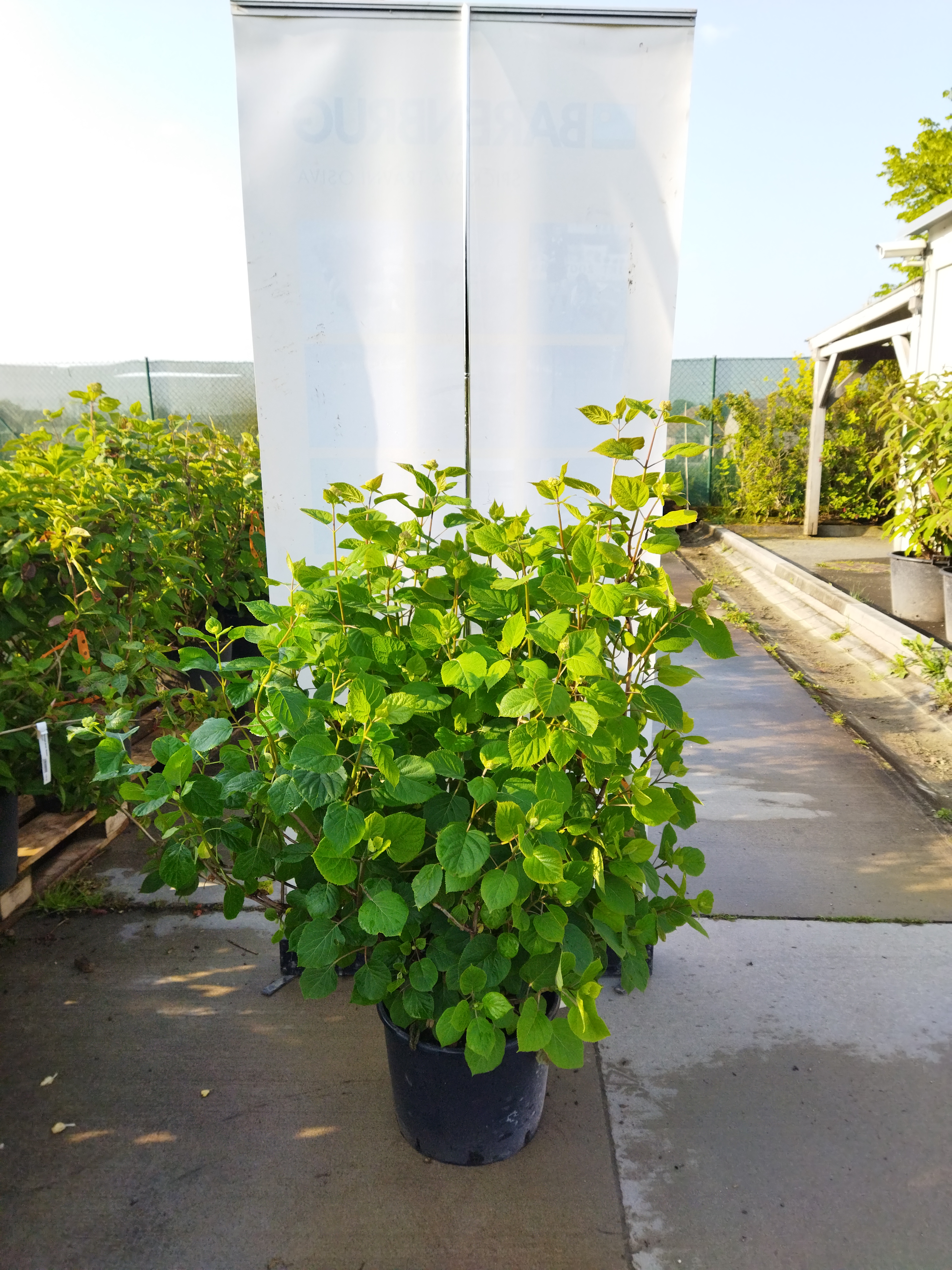 Hydrangea arborescens ´ Pink Annabelle´