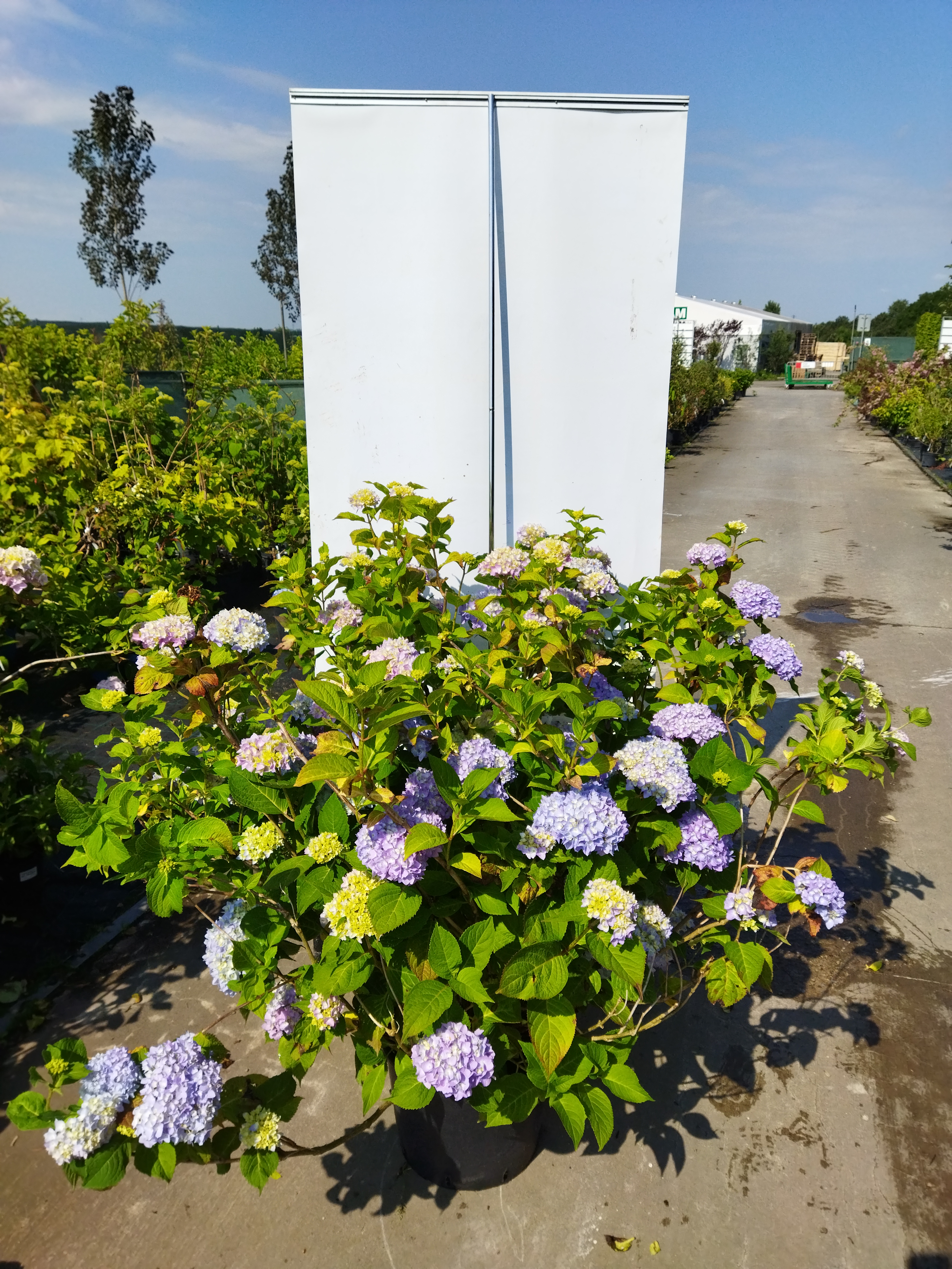 Hydrangea macrophylla ´Nikko Blue ´