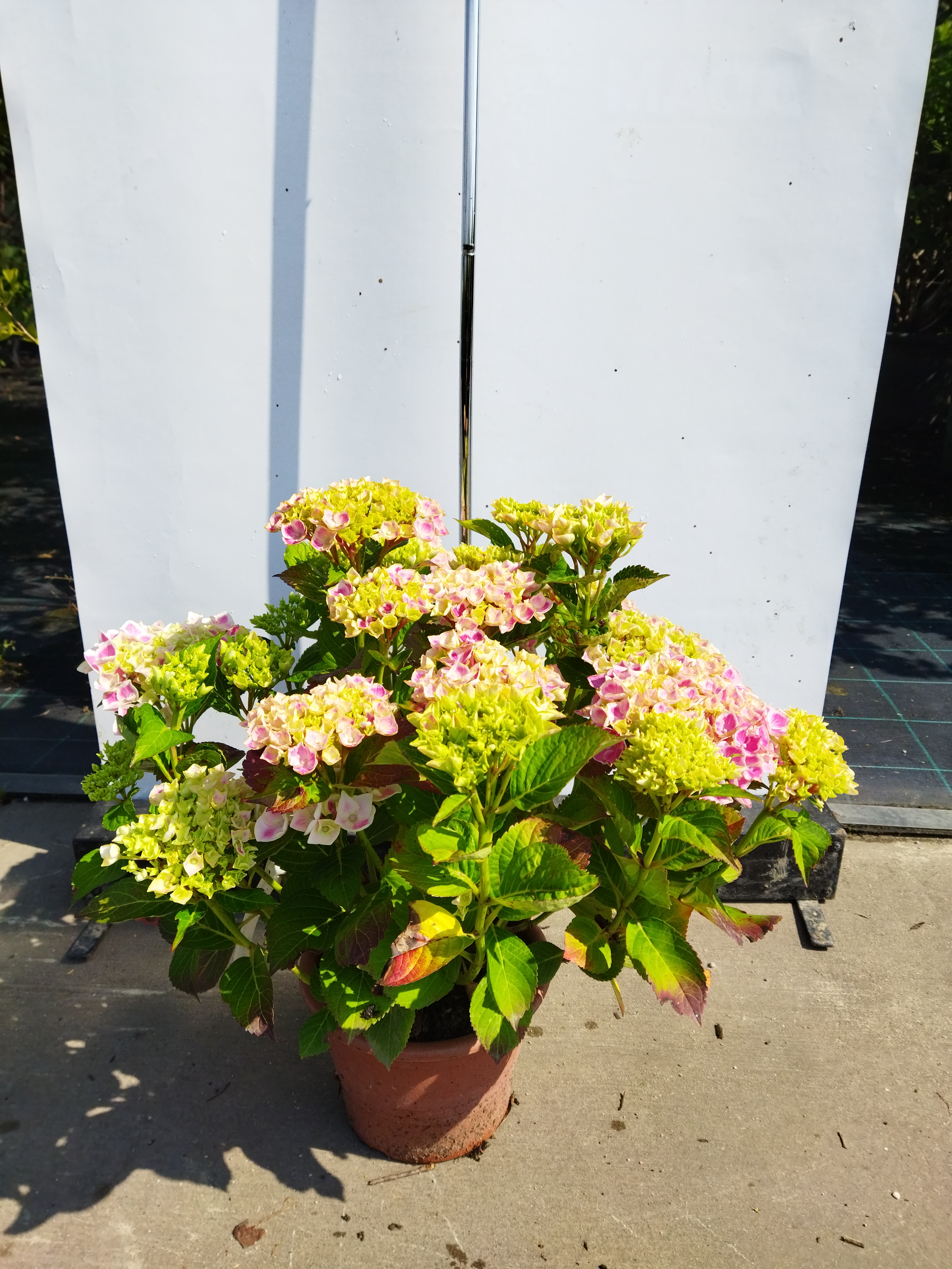 Hydrangea macrophylla ´Candy Heart Pink´