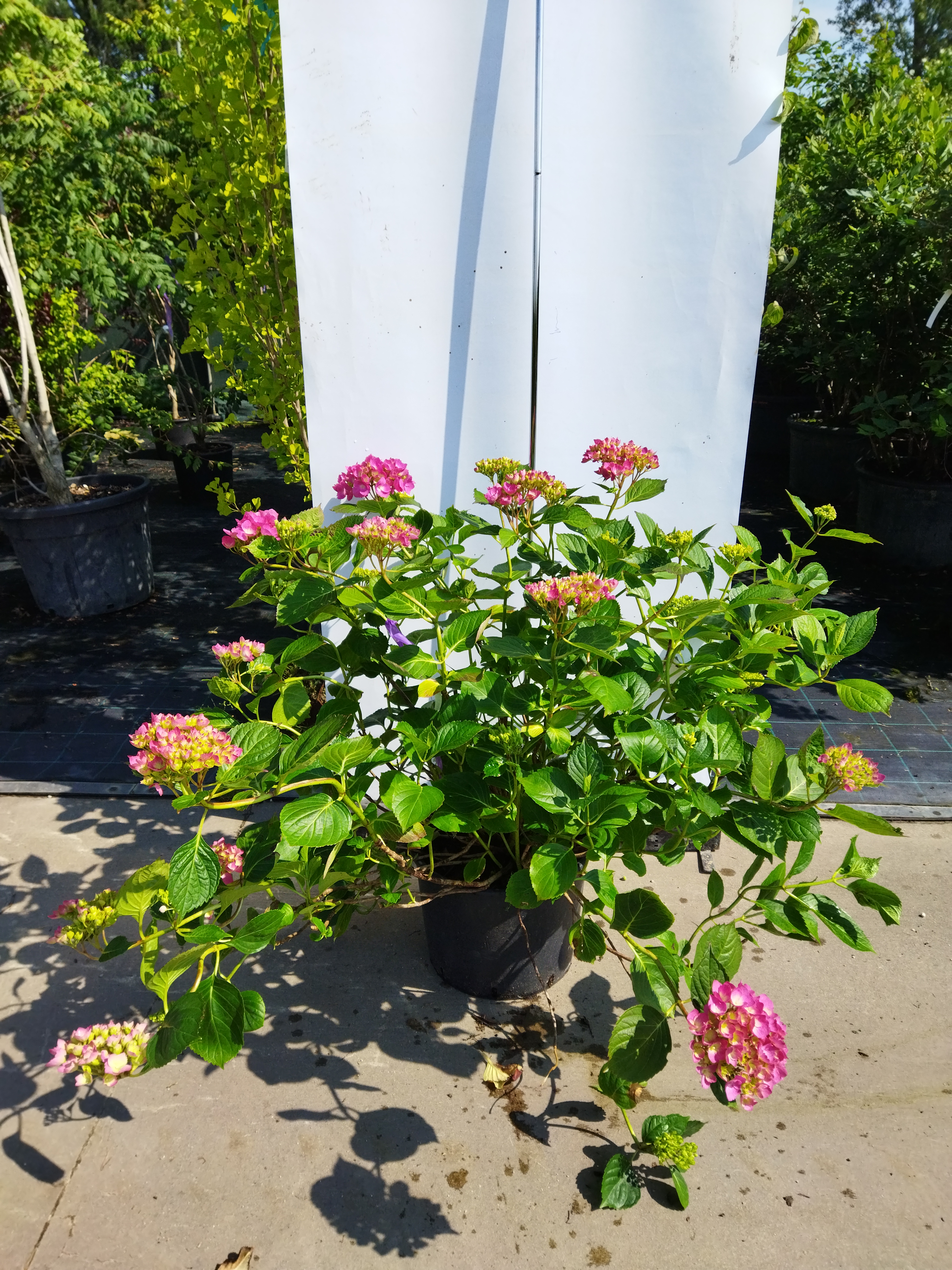 Hydrangea macrophylla ´Mathilde Gutges´