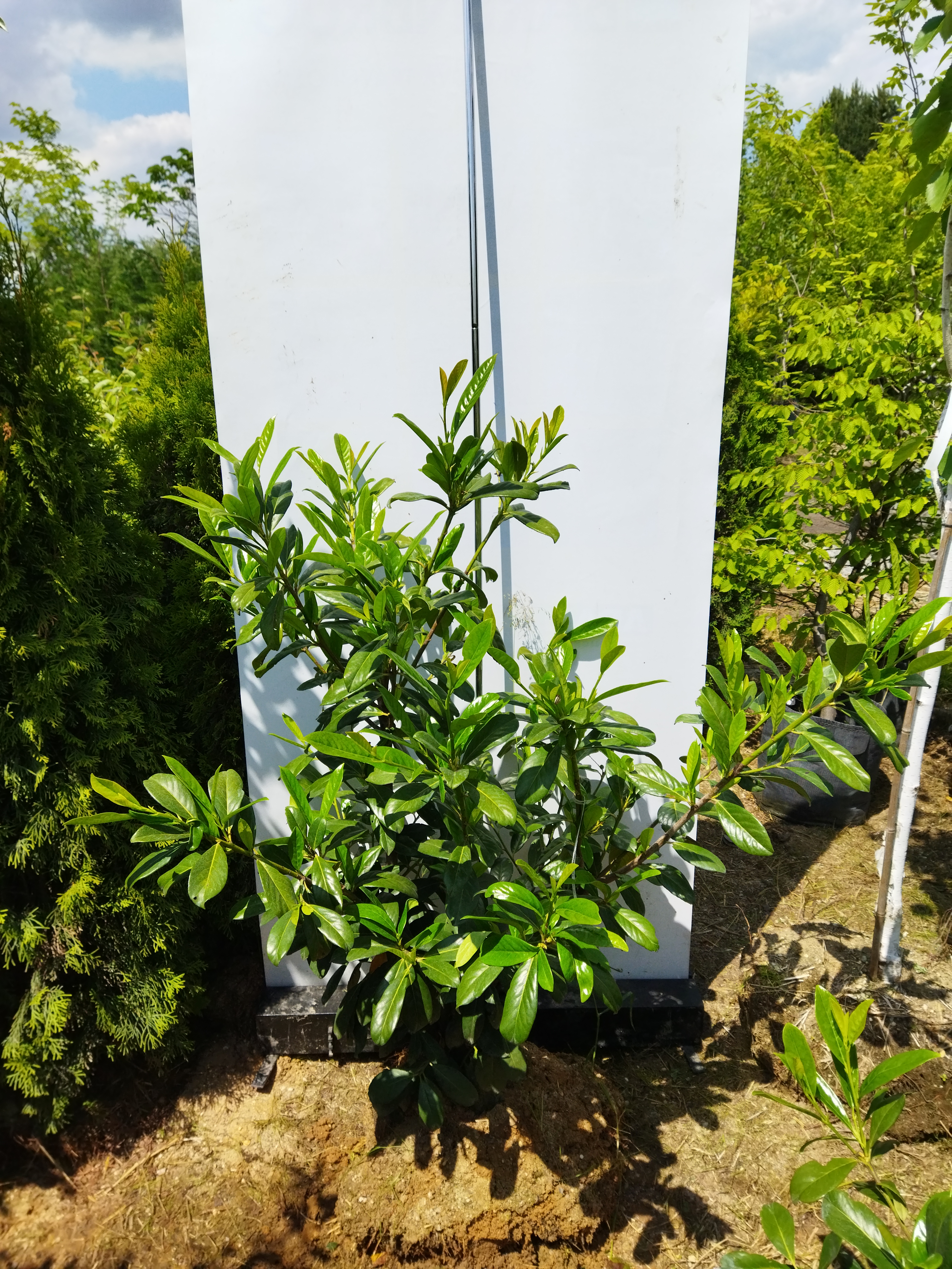 Prunus laurocerasus ´Novita´