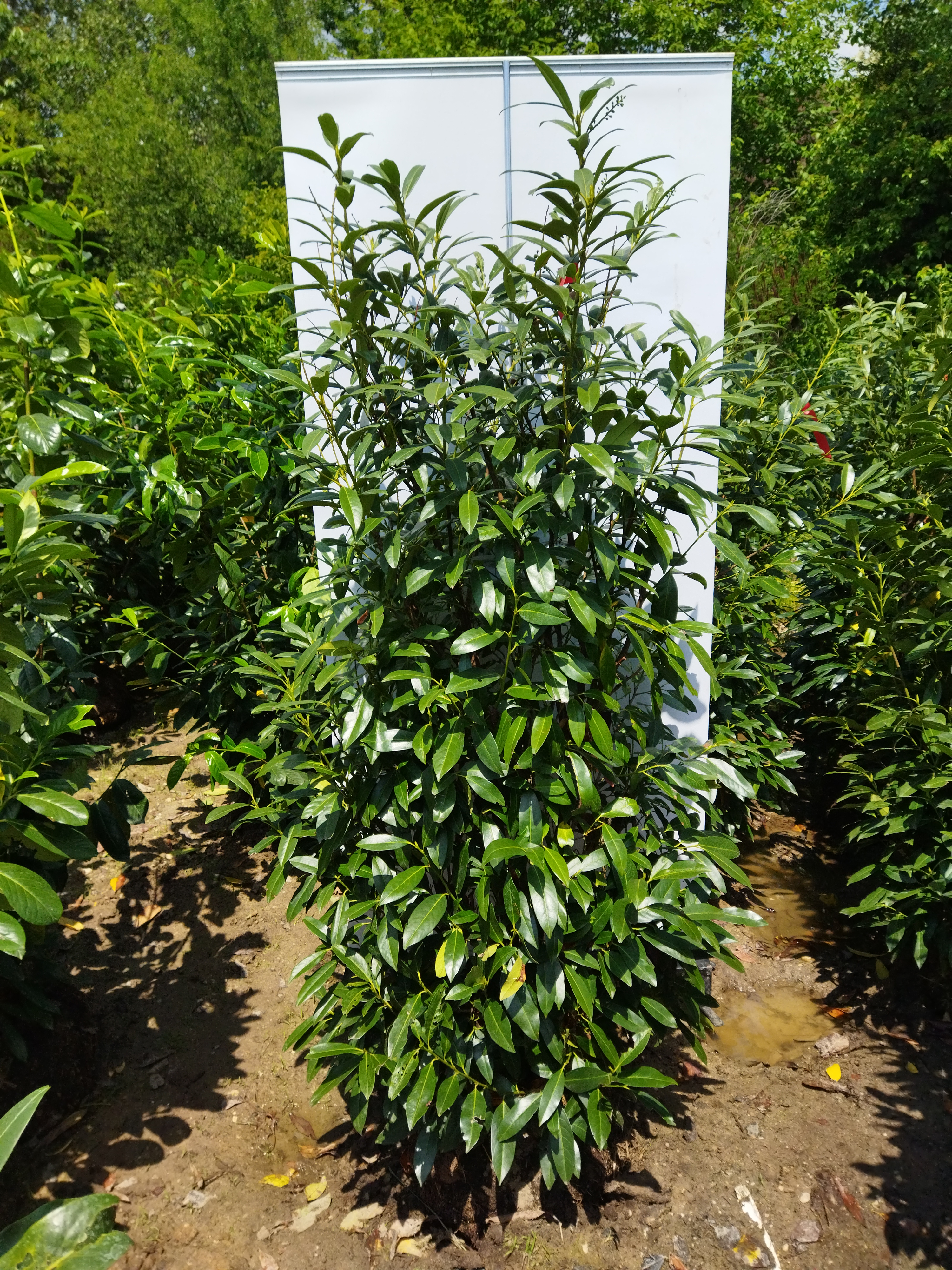 Prunus laurocerasus ´Herbergii´