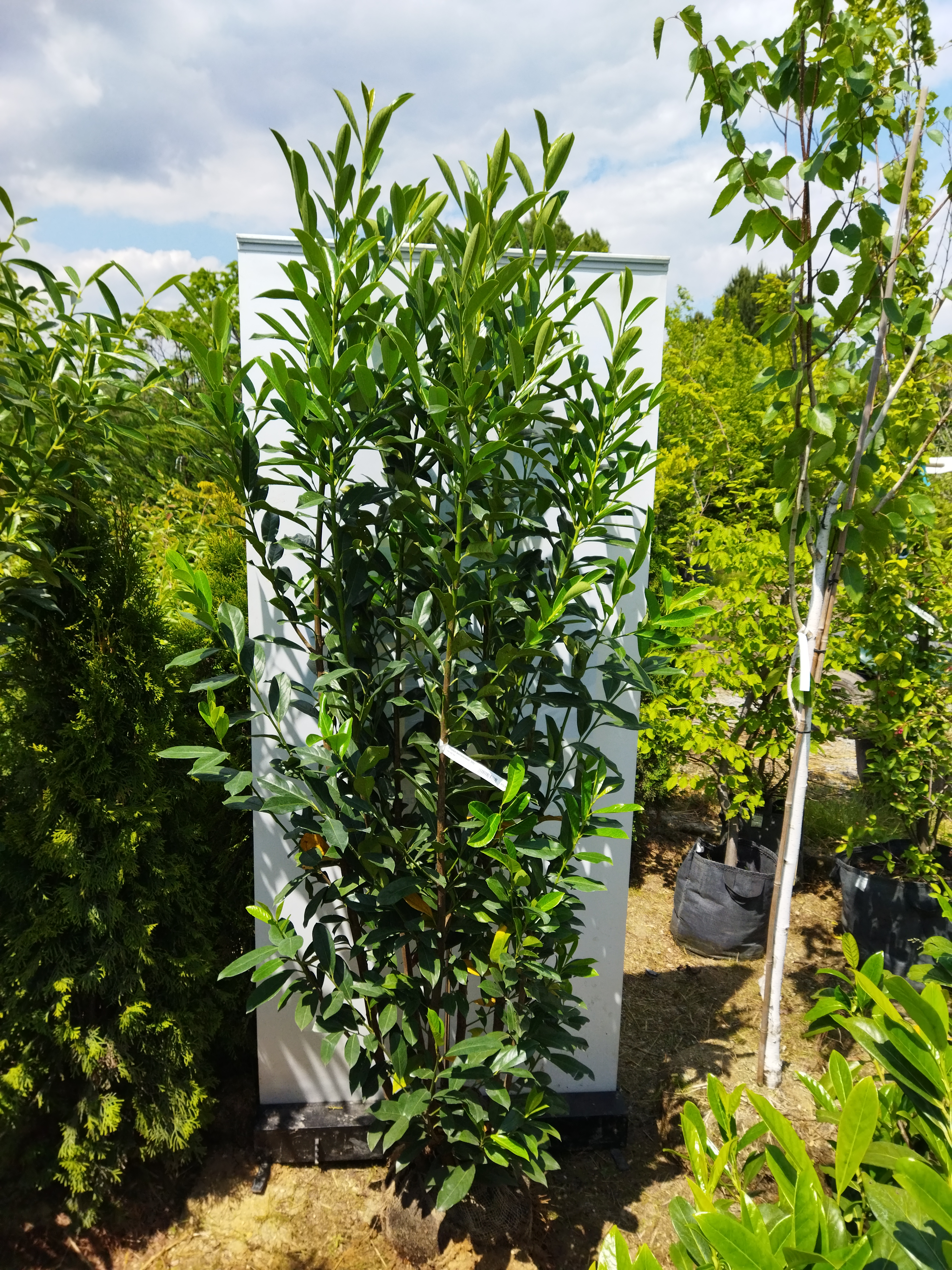 Prunus laurocerasus ´Elly´