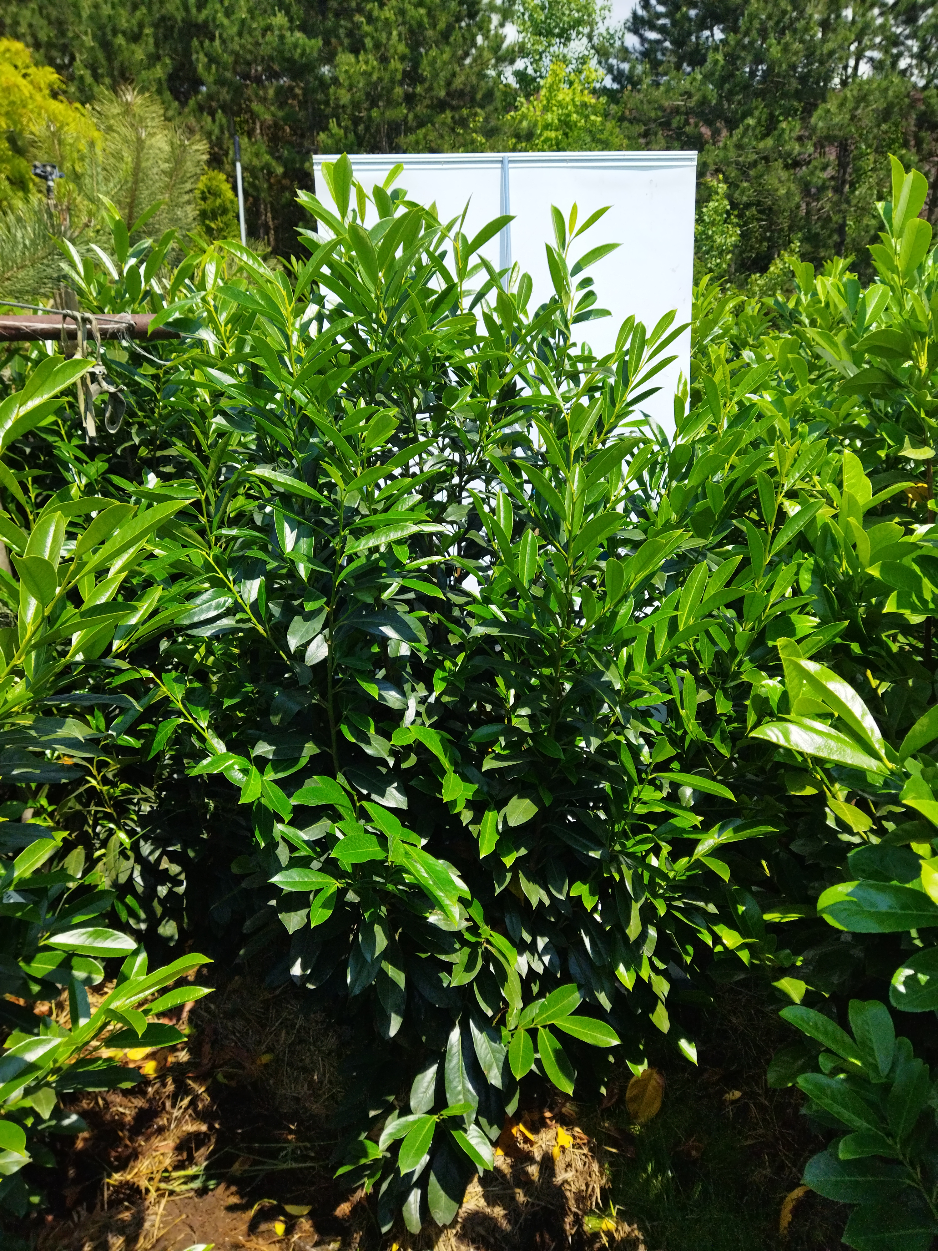 Prunus laurocerasus ´Elly´