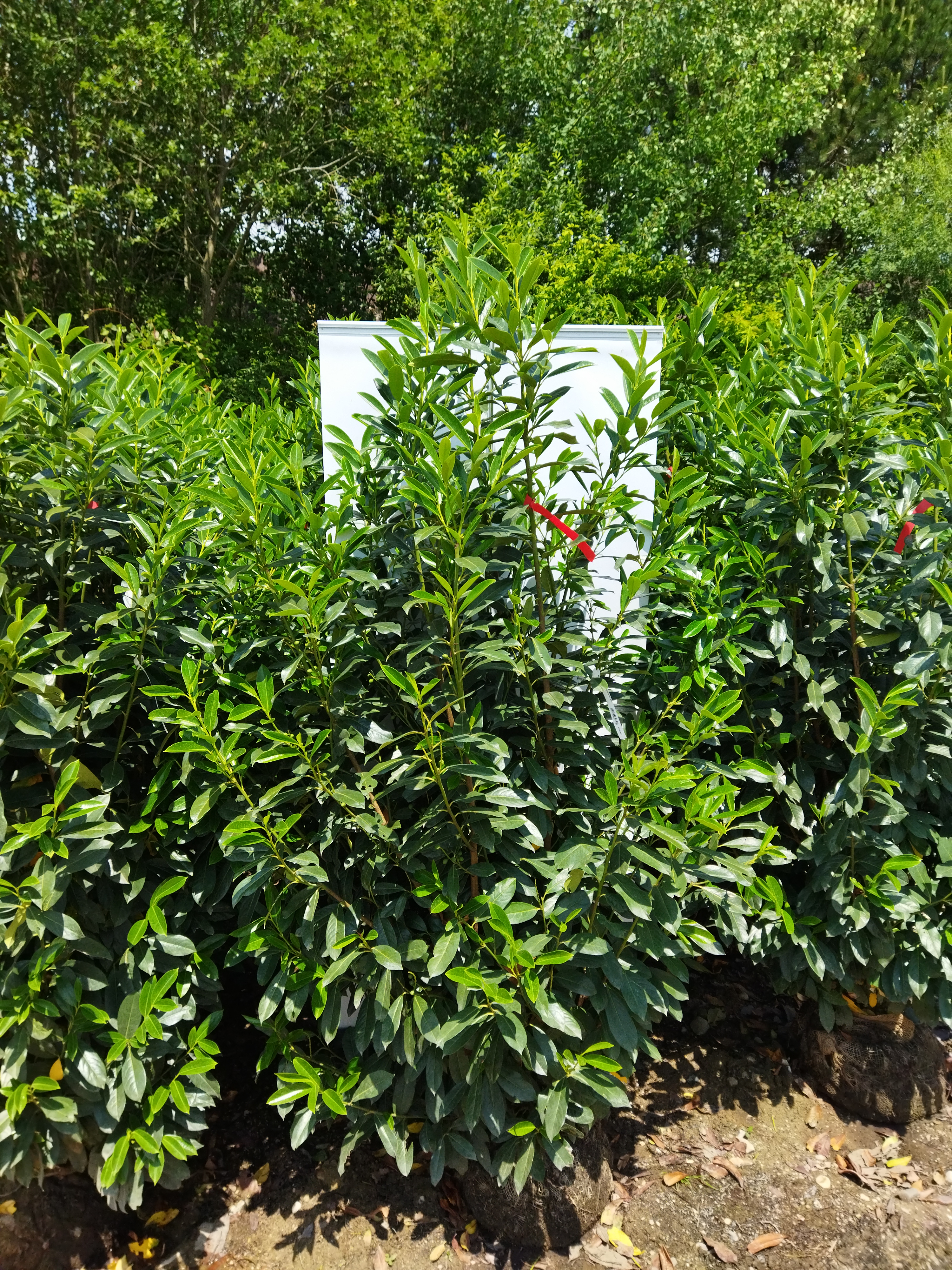 Prunus laurocerasus ´Elly´