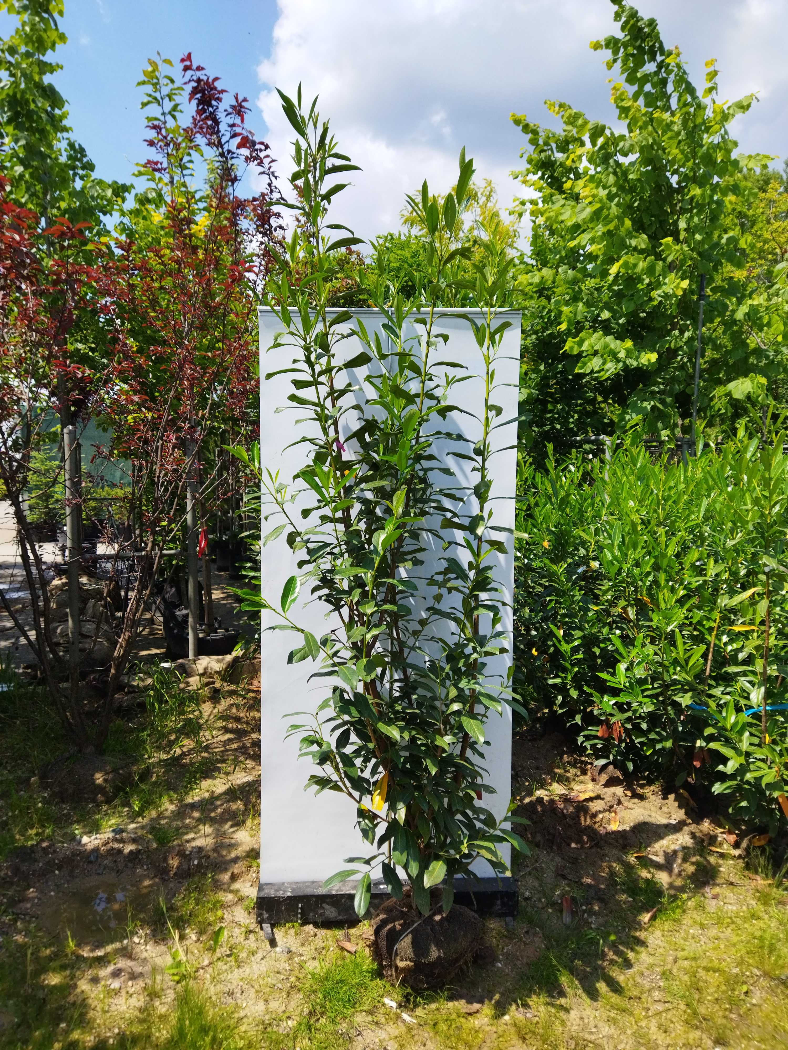 Prunus laurocerasus ´Caucasica´