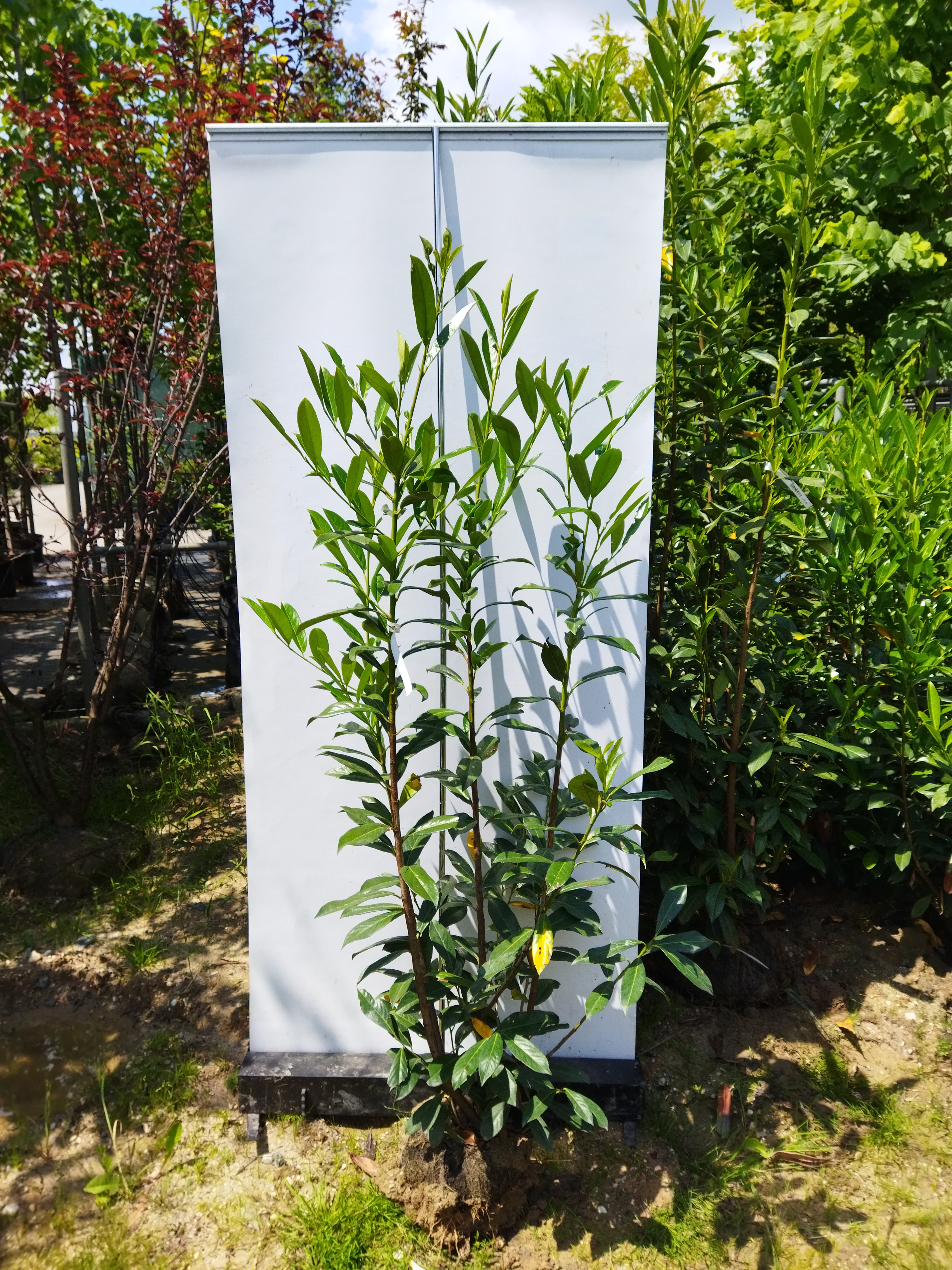 Prunus laurocerasus ´Caucasica´