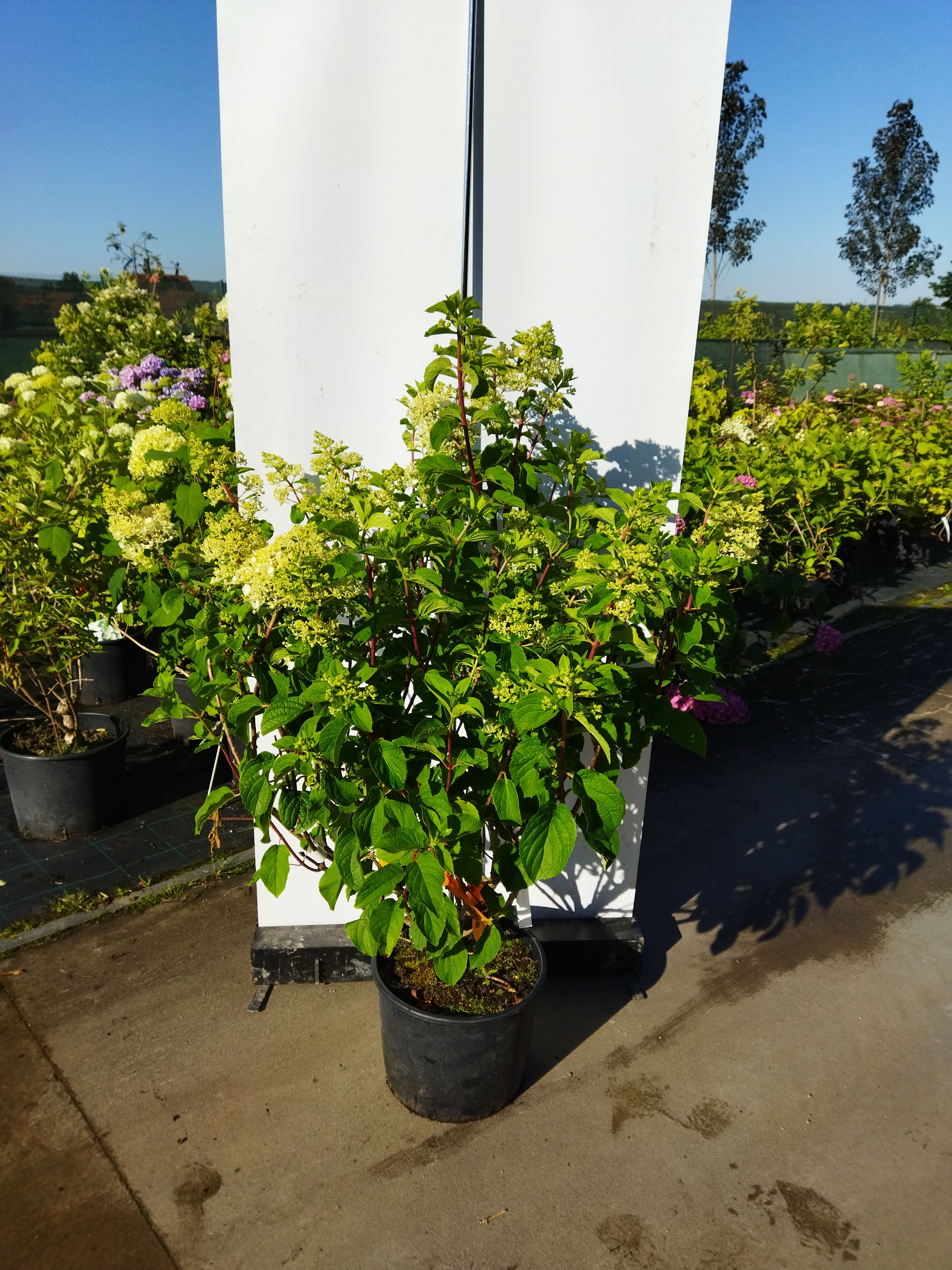 Hydrangea paniculata ´Candelight´