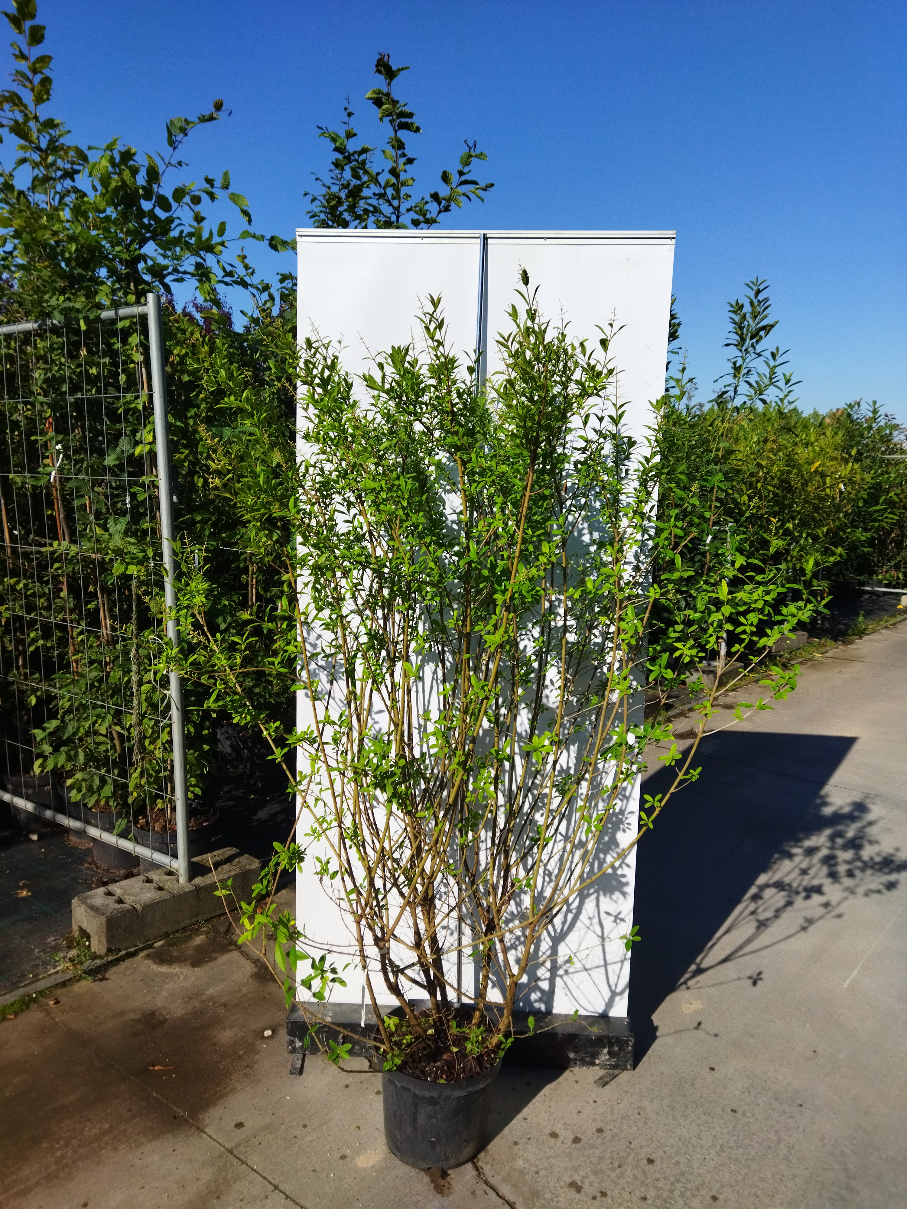 Ligustrum vulgare ´Atrovirens´