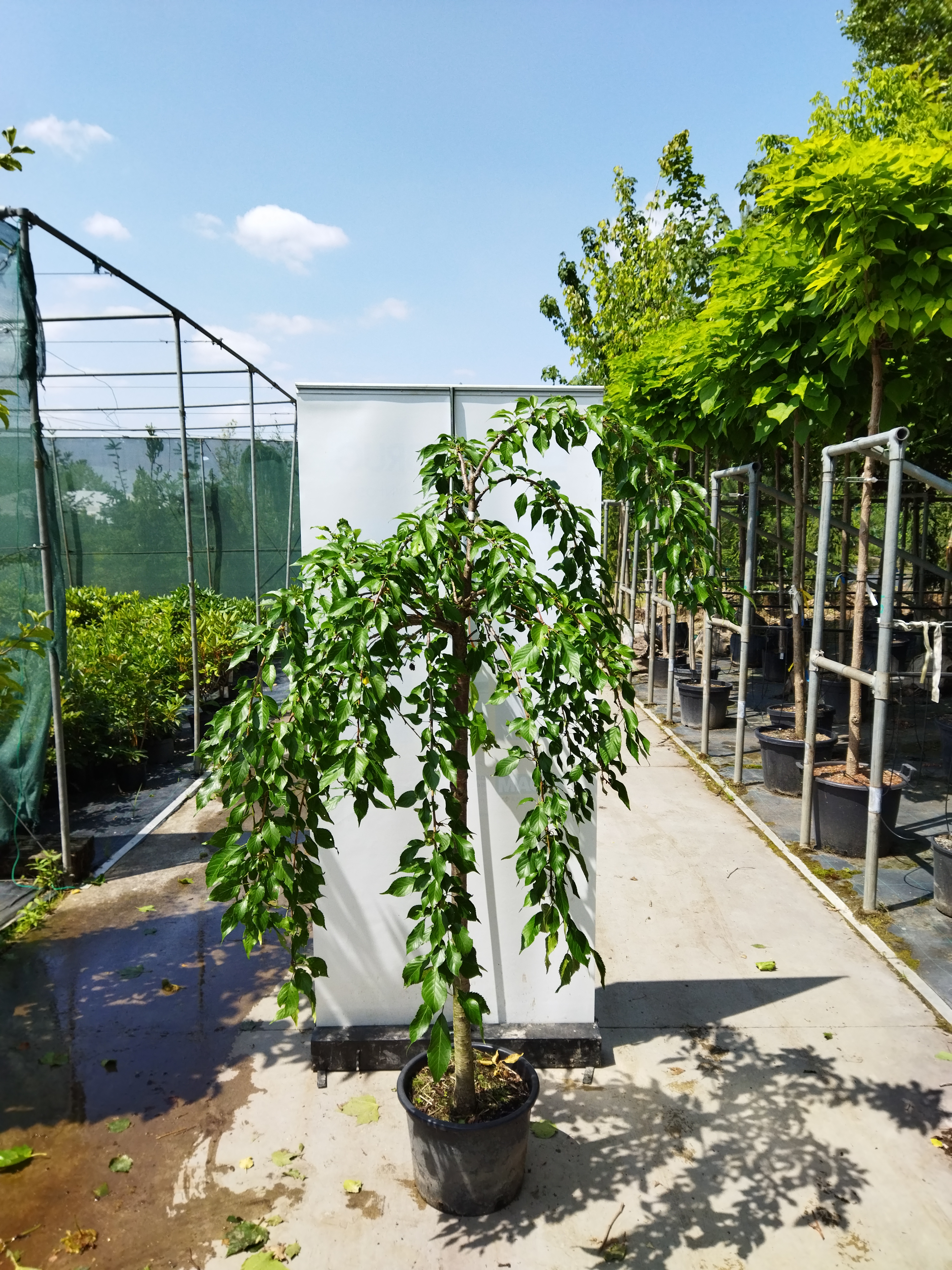 Prunus serrulata ´Kiku-shidare´