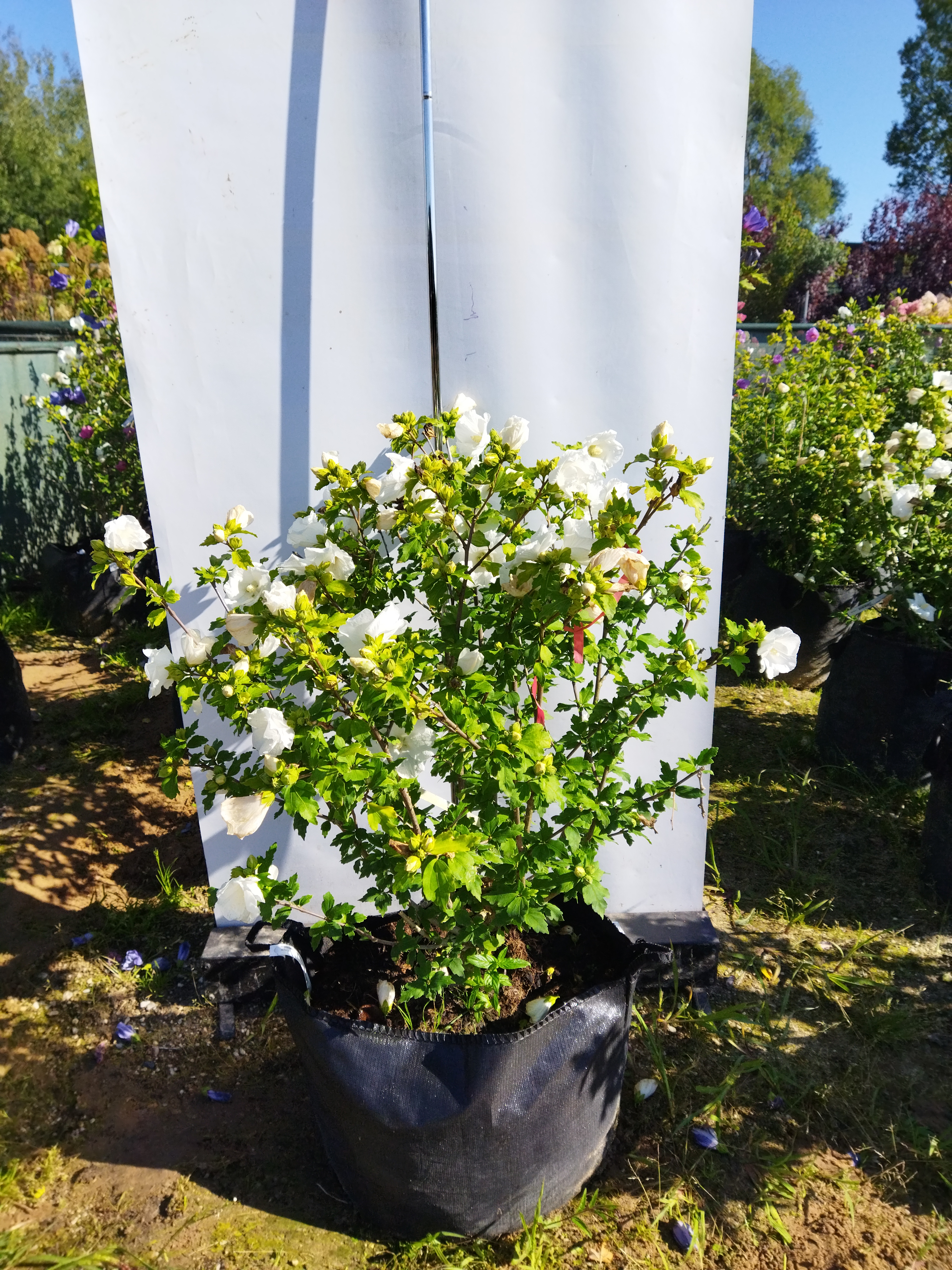 Hibiscus syriacus ´William R. Smith´