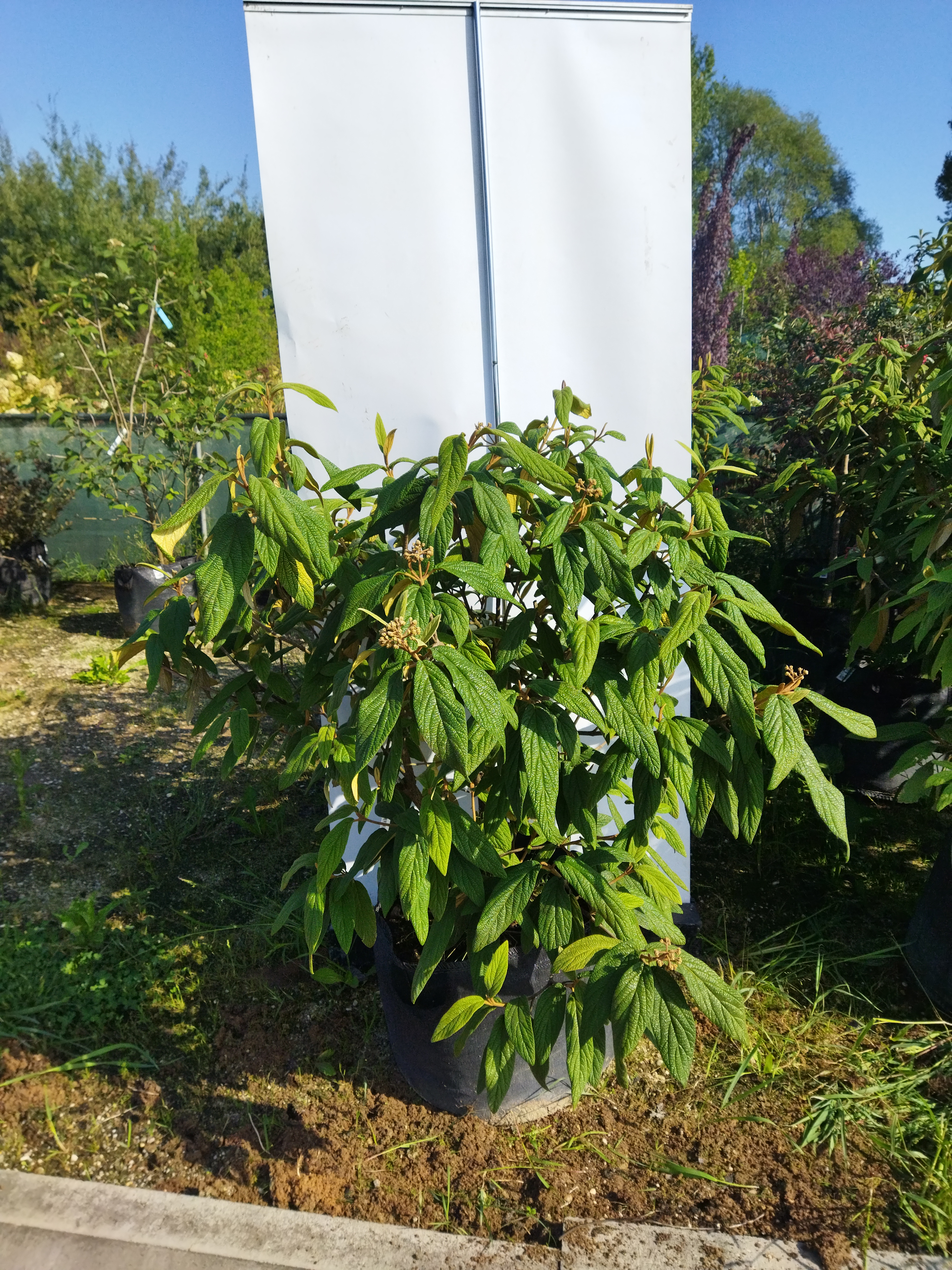 Viburnum rhytidophyllum