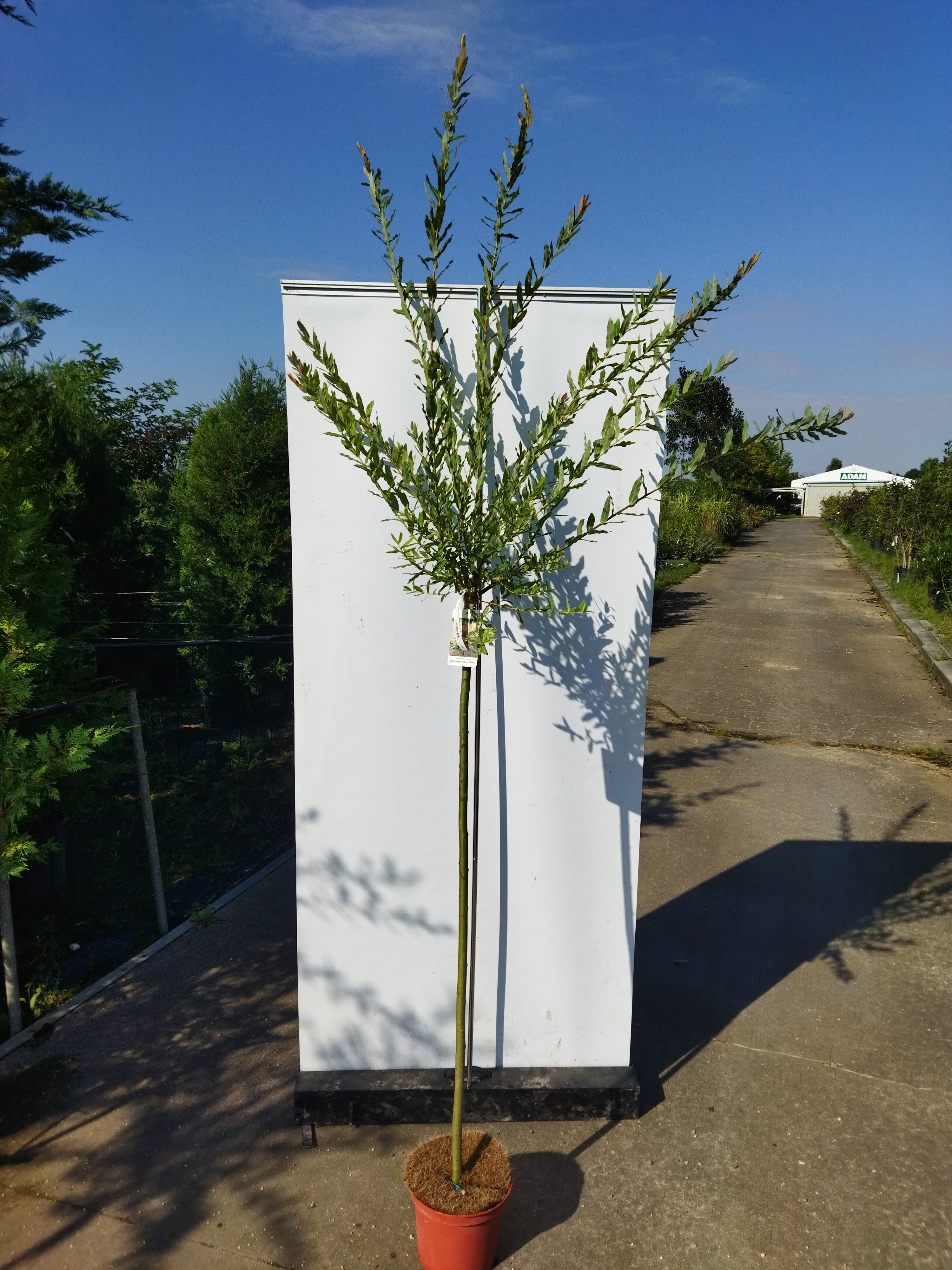 Salix integra ´Hakuro-Nishiki´
