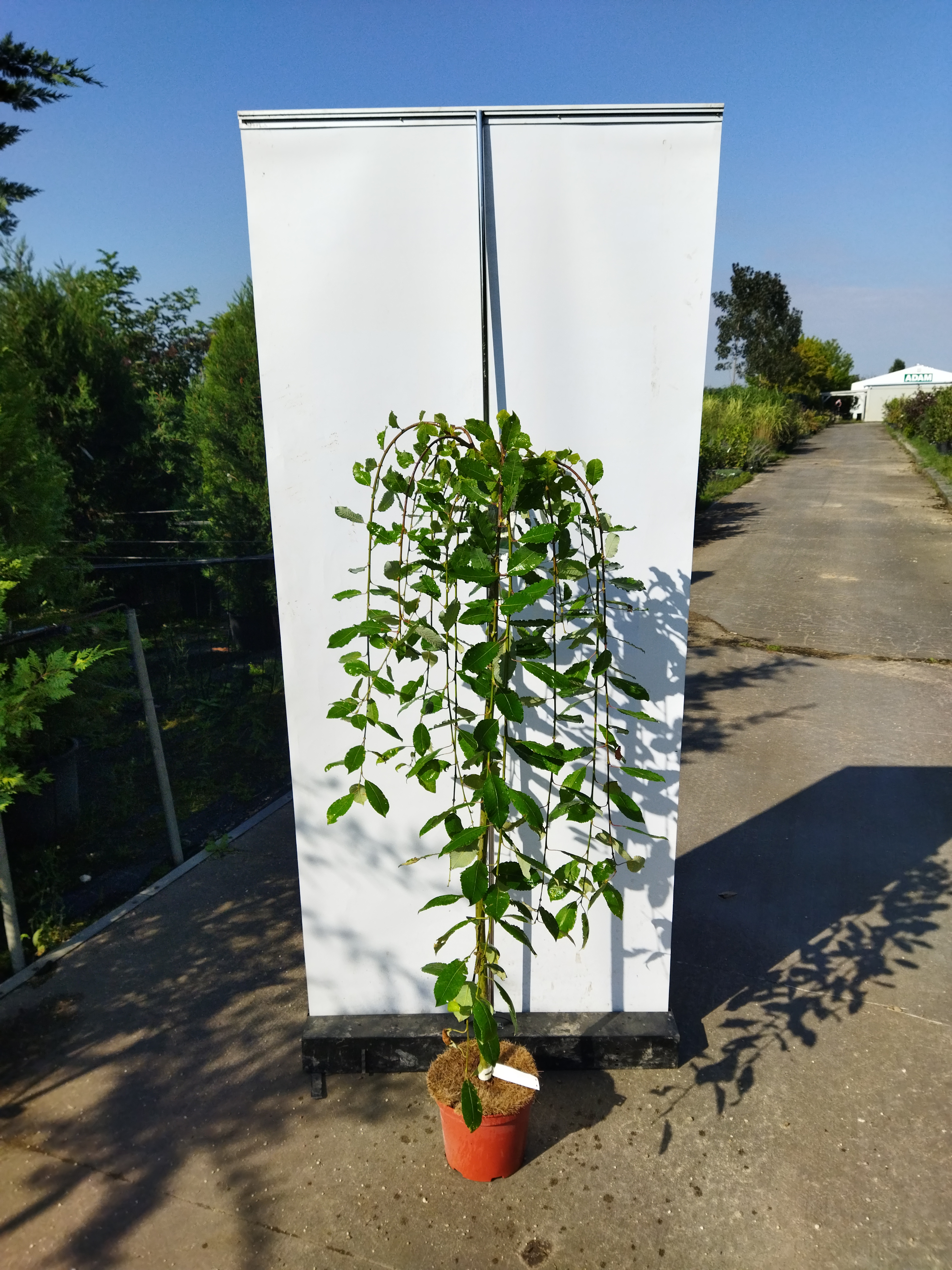 Salix caprea ´Kilmarnock´