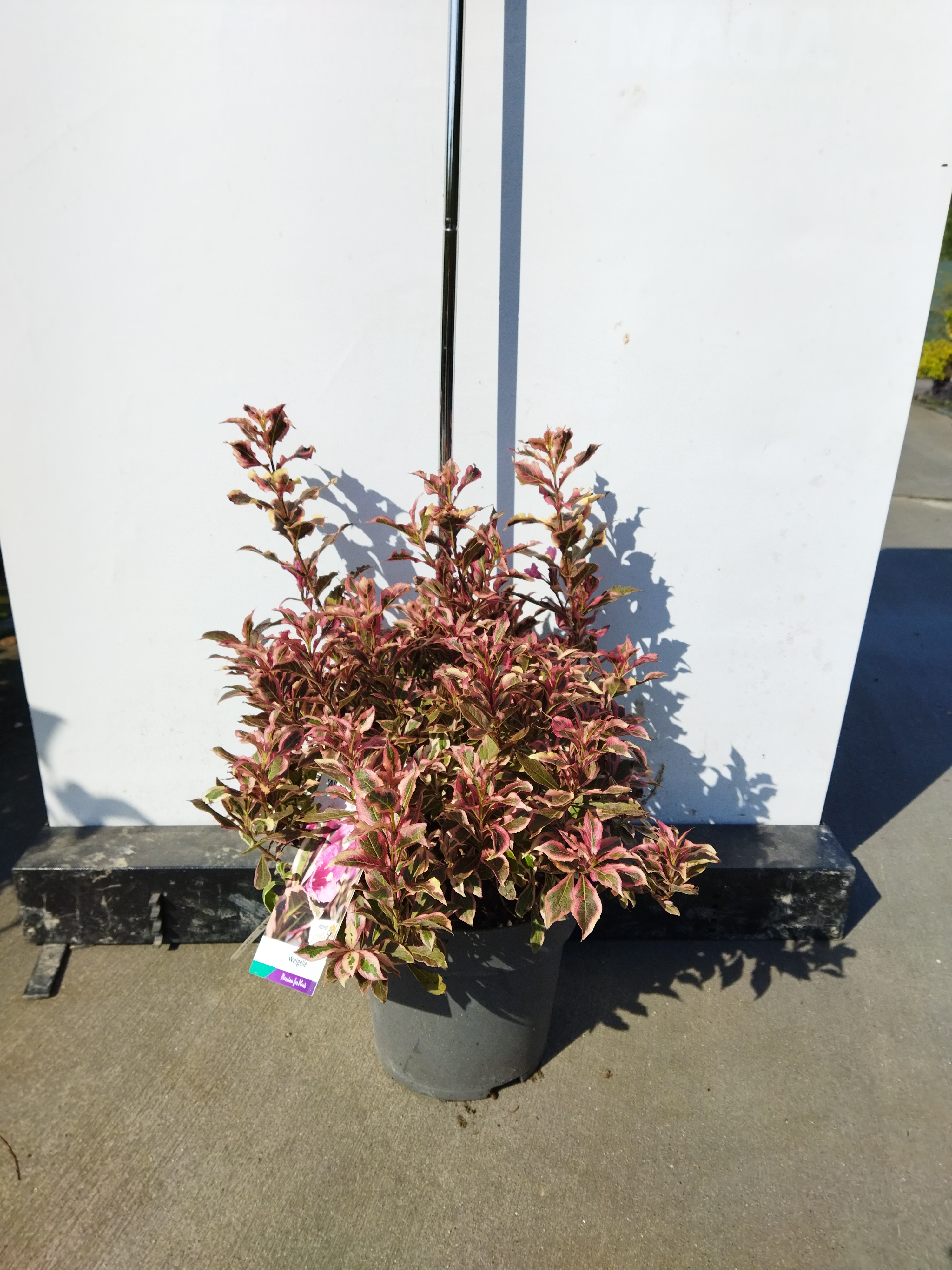 Weigela ´All Summer Monet´