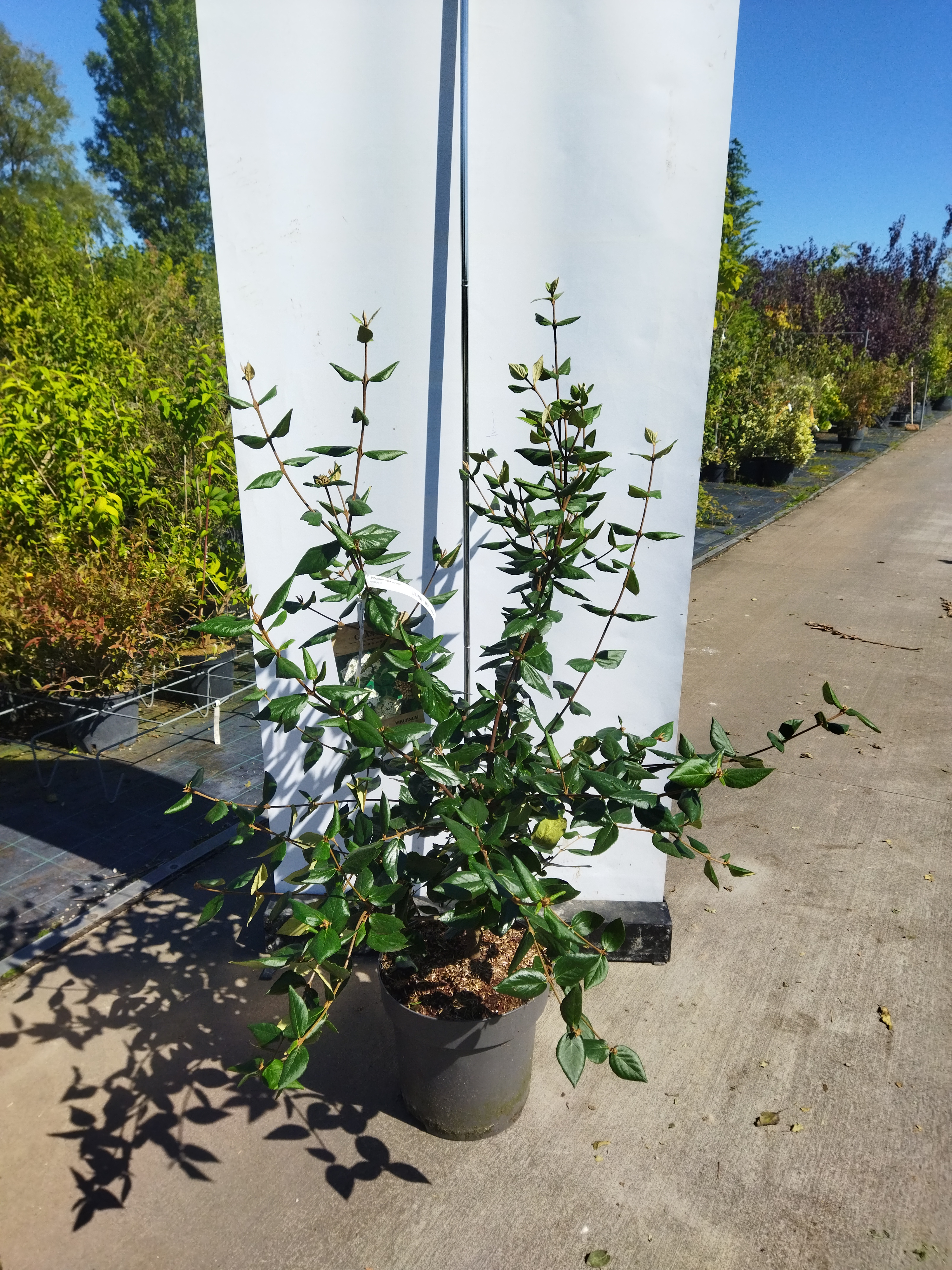 Viburnum burkwoodii