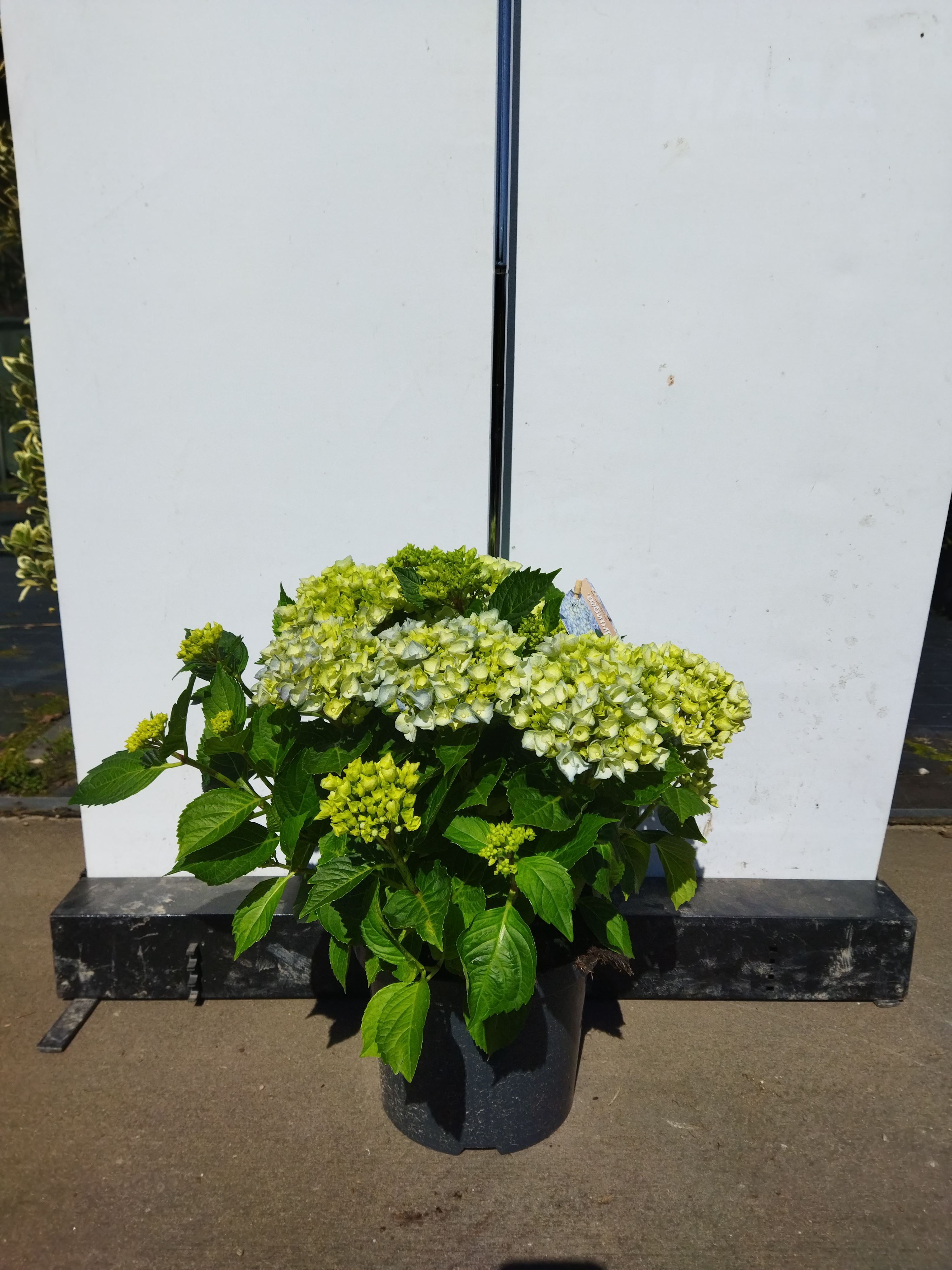 Hydrangea macrophylla - sorty