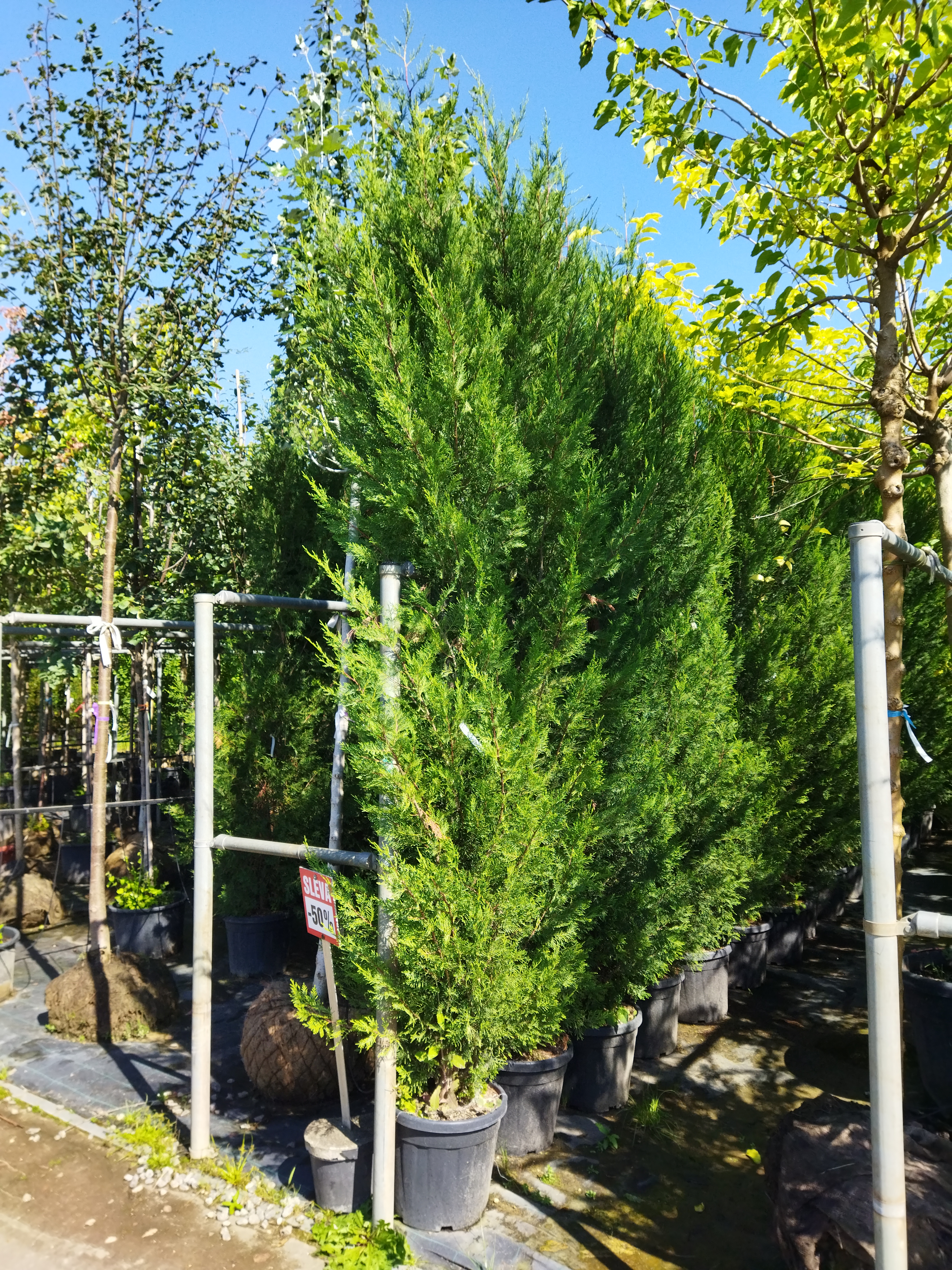 Cupressocyparis leylandii