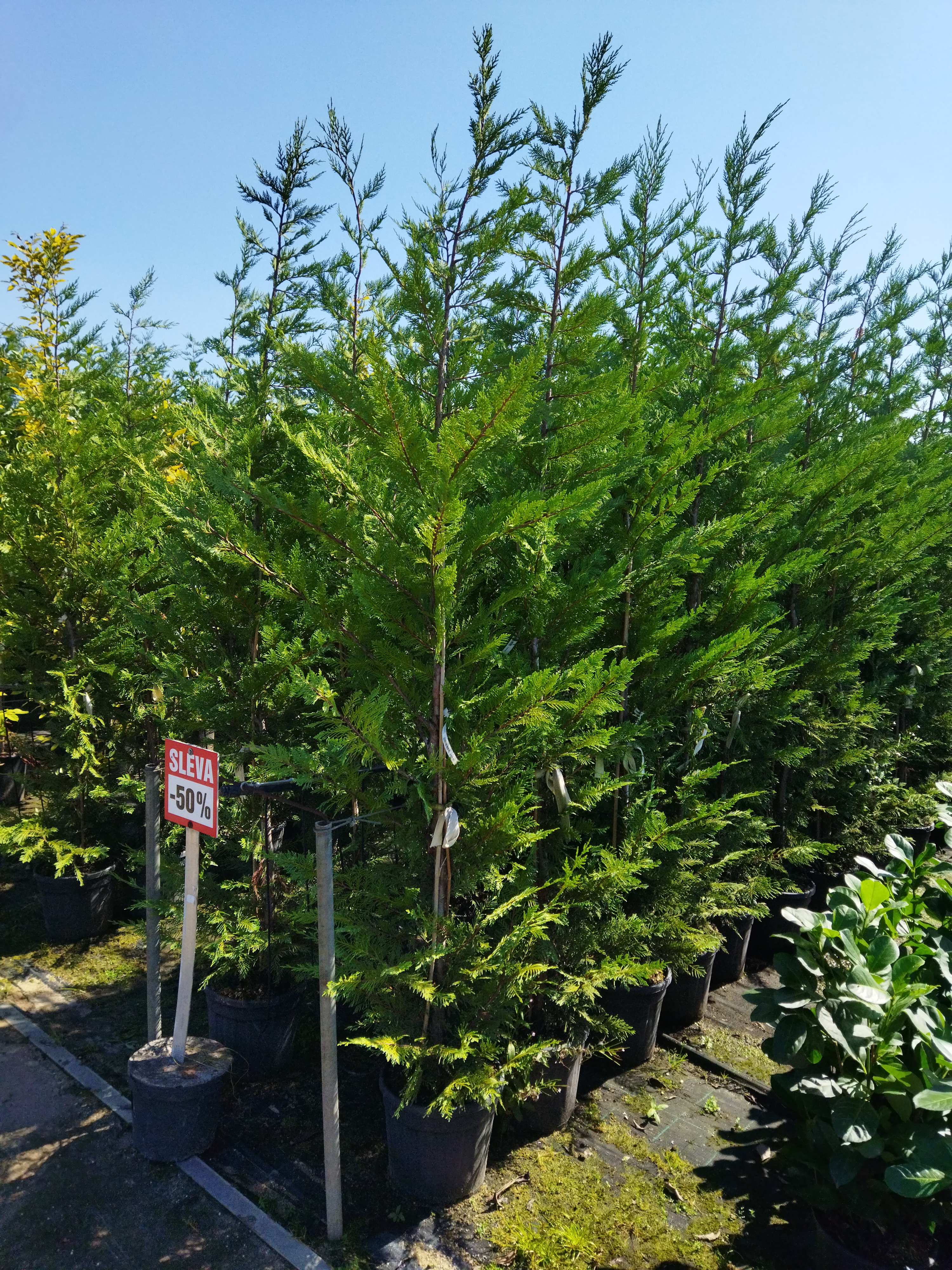 Cupressocyparis leylandii