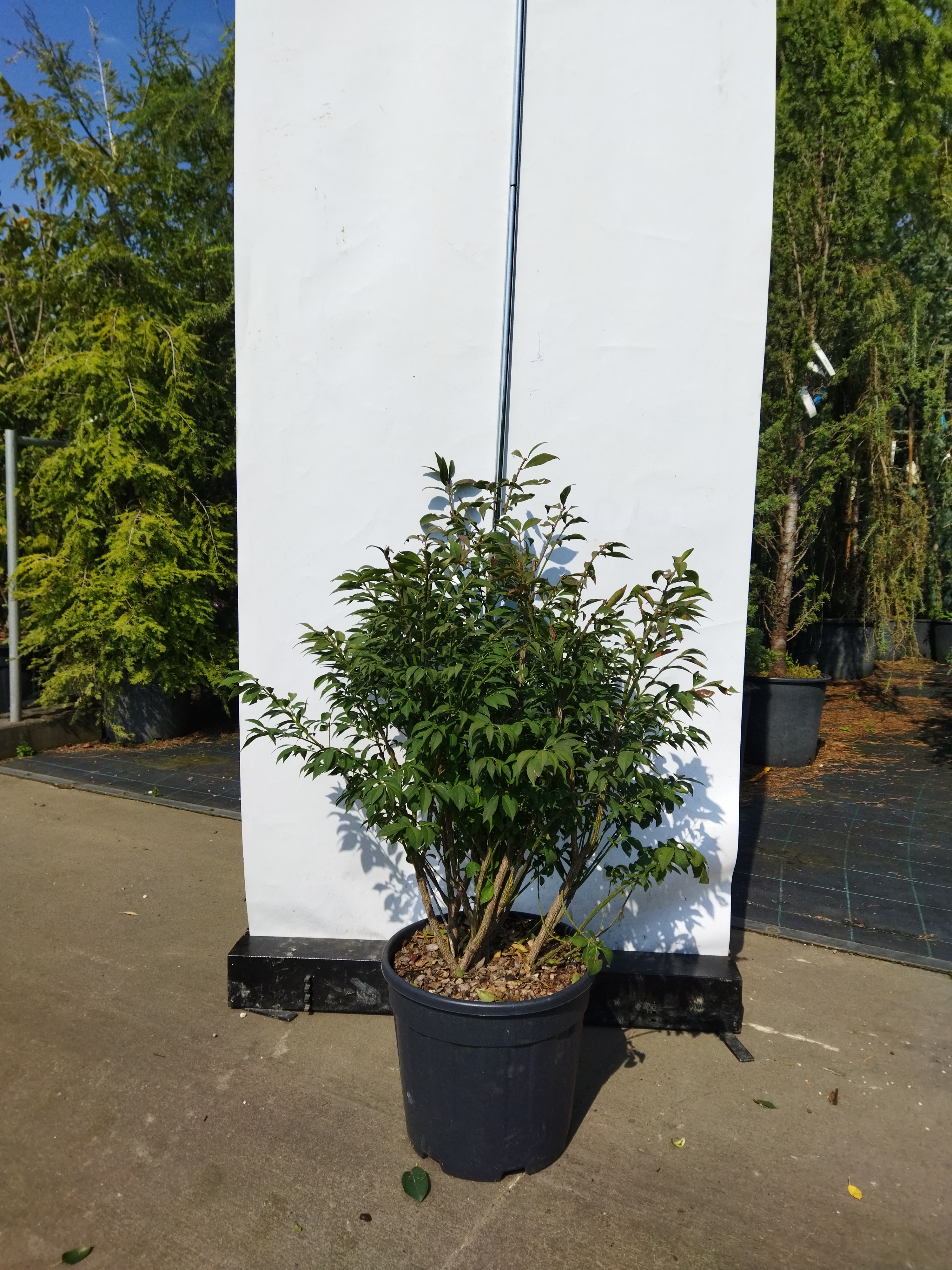 Euonymus alatus ´Compactus´