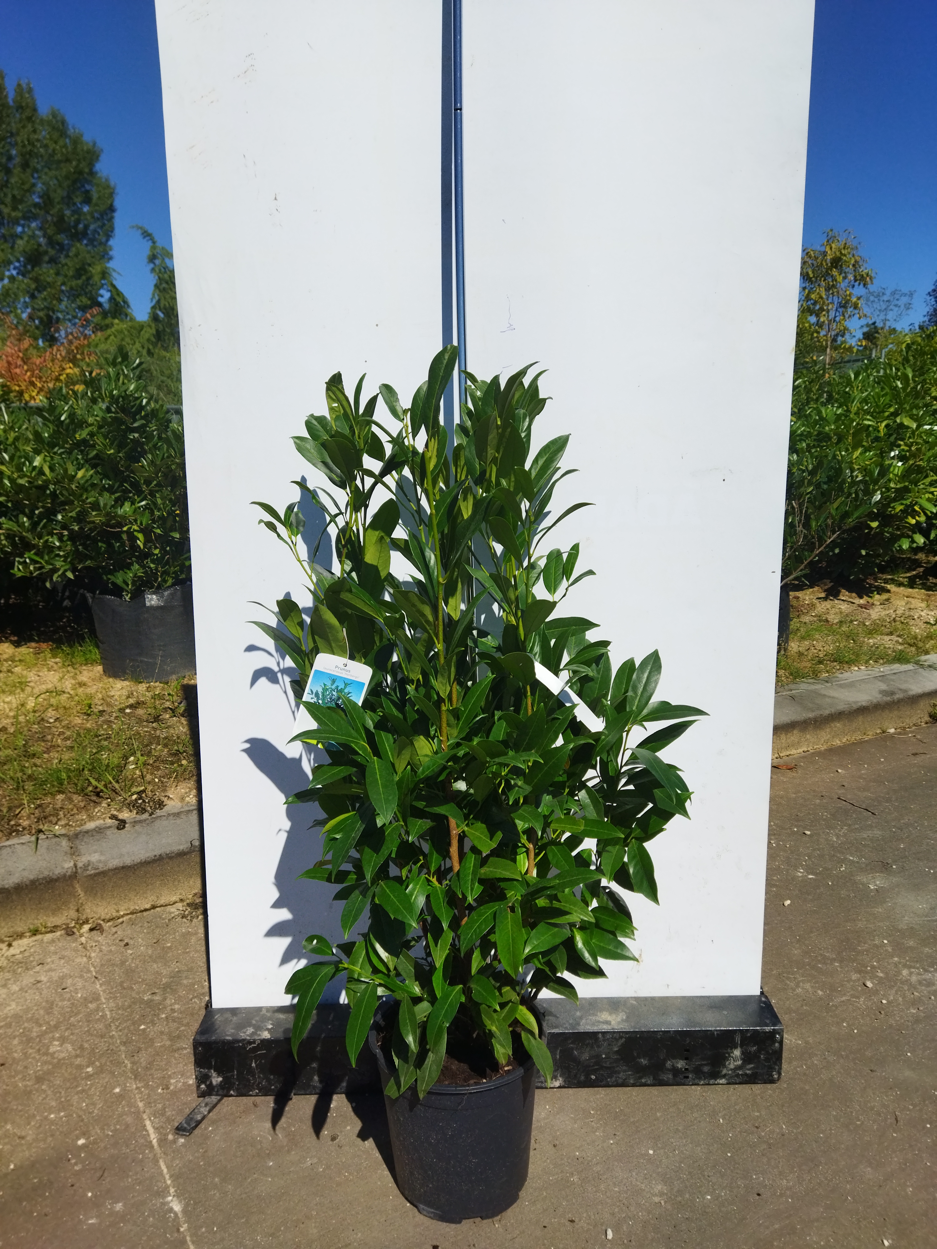 Prunus laurocerasus ´Herbergii´