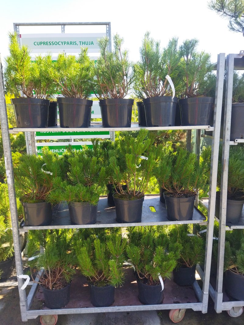 Pinus mugo ´Pumilio´