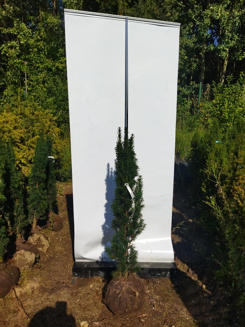 Taxus baccata ´Fastigiata Robusta´