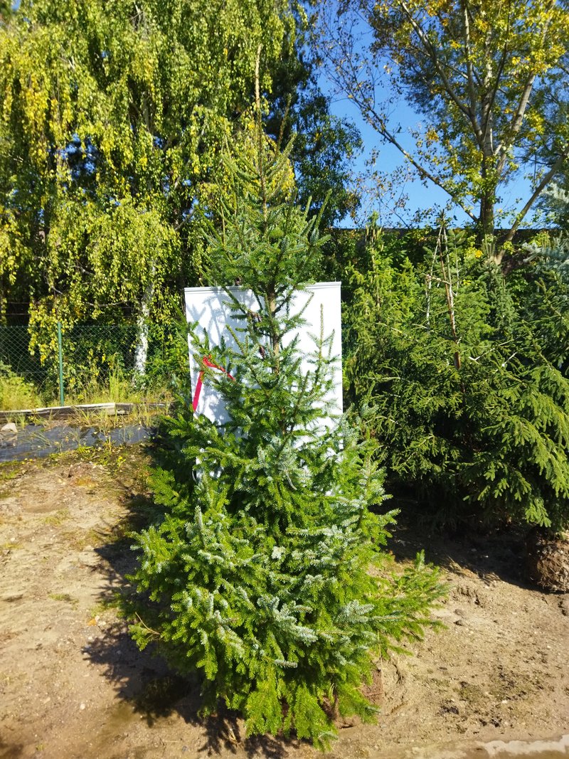 Picea omorika