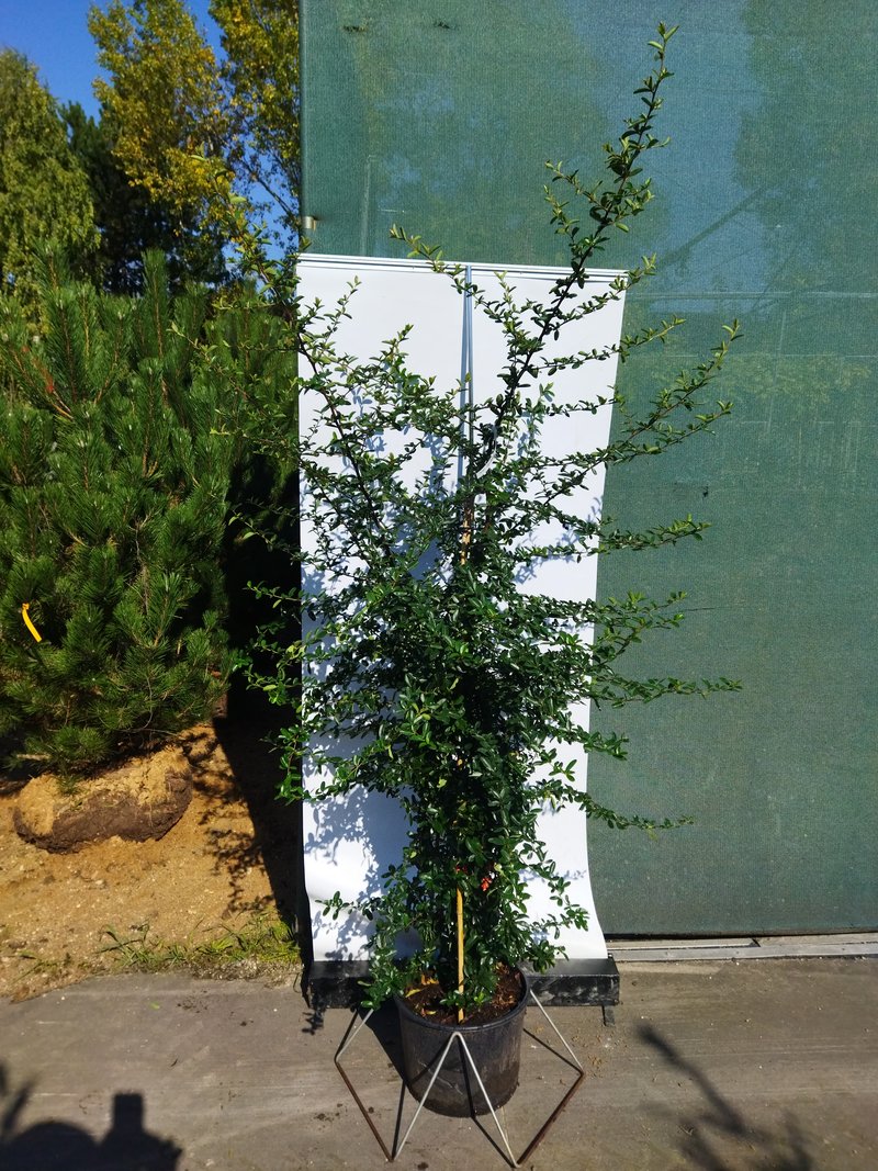 Pyracantha ´Saphyr Rouge´