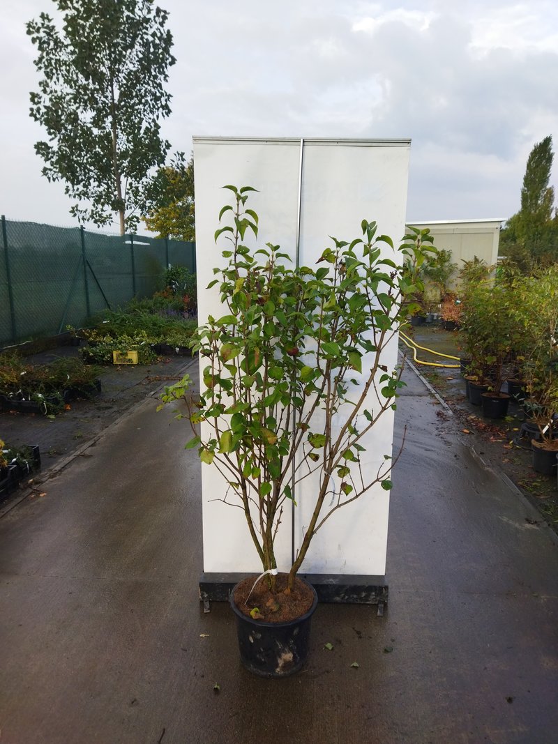 Syringa vulgaris ´California Rose´