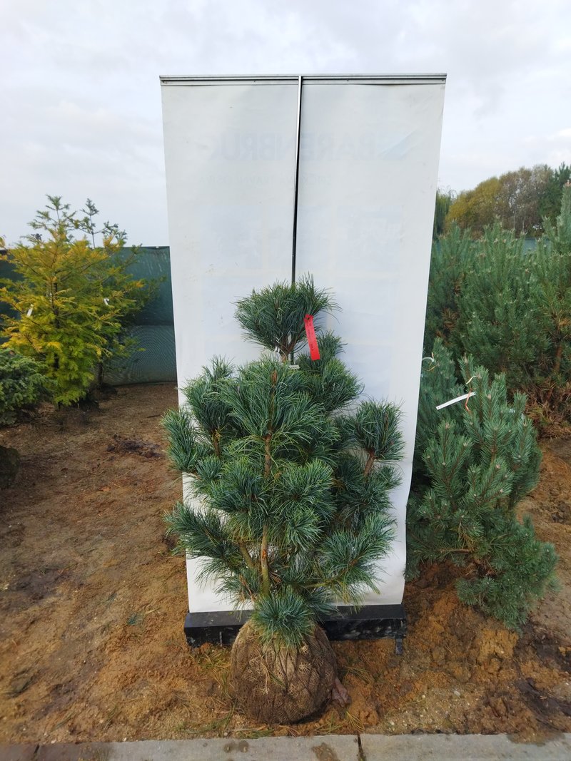 Pinus koraiensis ´Silveray´