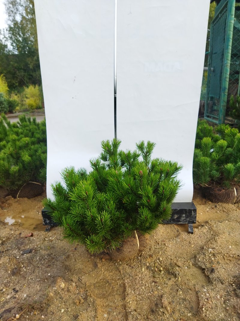 Pinus mugo ´Pumilio´