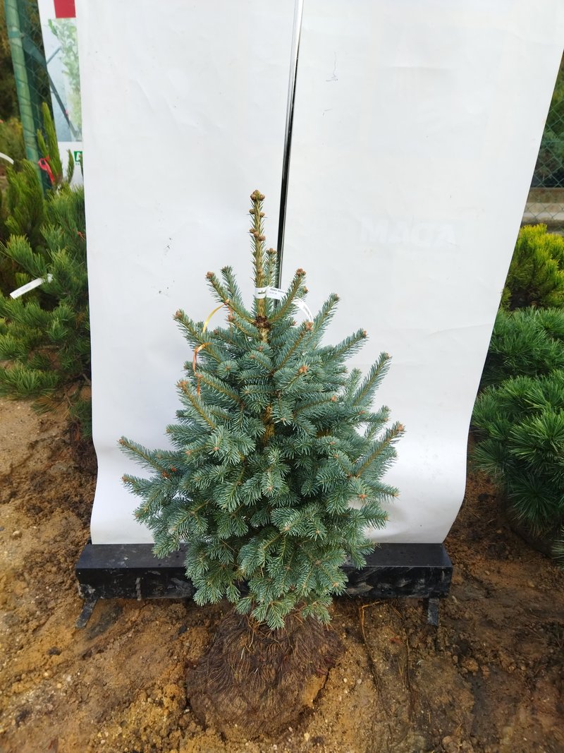 Abies lasiocarpa ´Compacta´