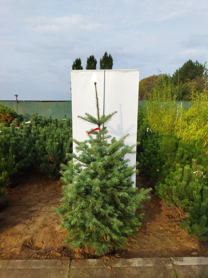 Abies concolor