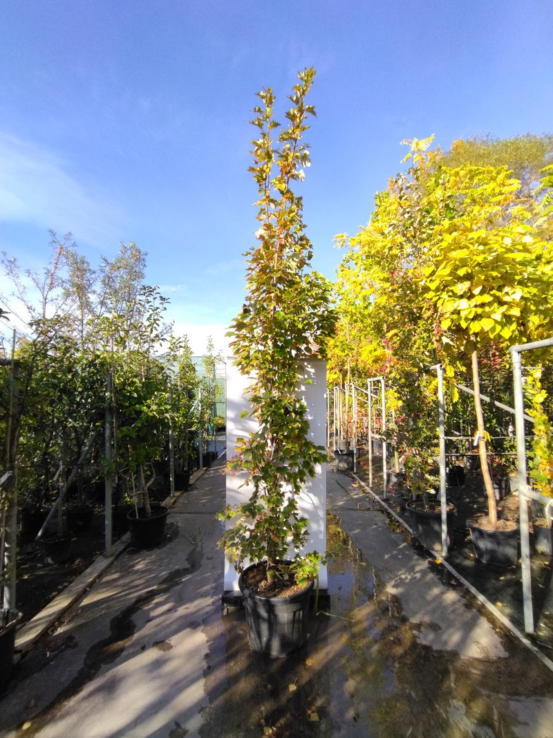 Acer rubrum ´Red Sunset ´