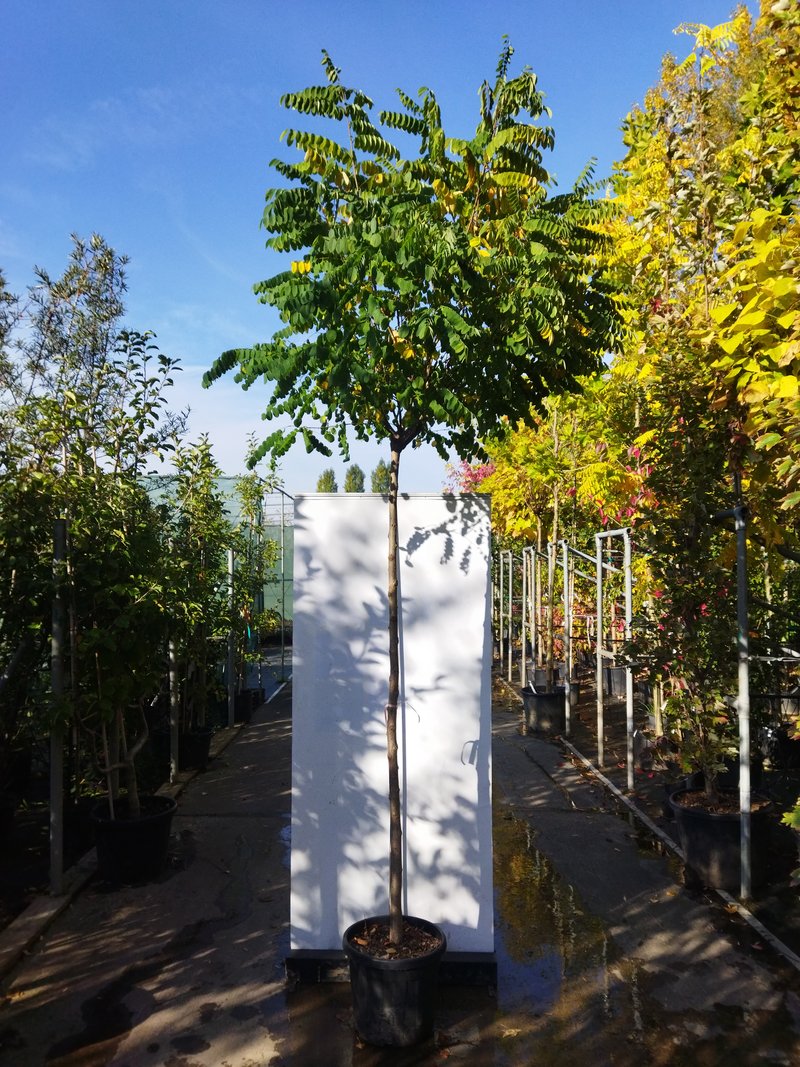 Robinia pseudoacacia ´Umbraculifera´
